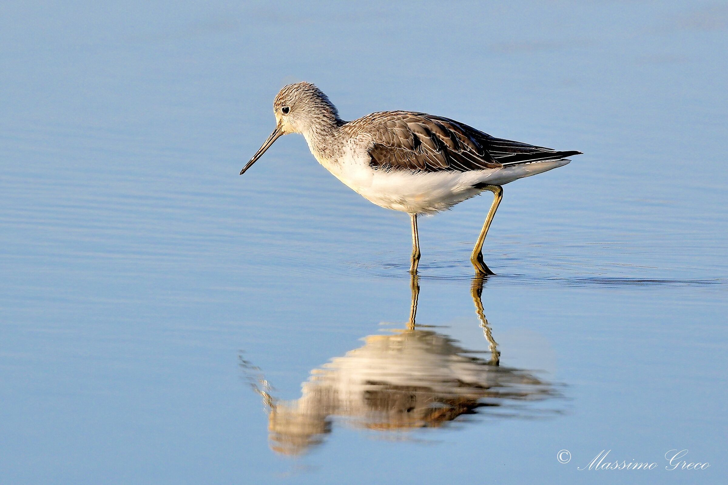 Pantana (Tringa nebularia)