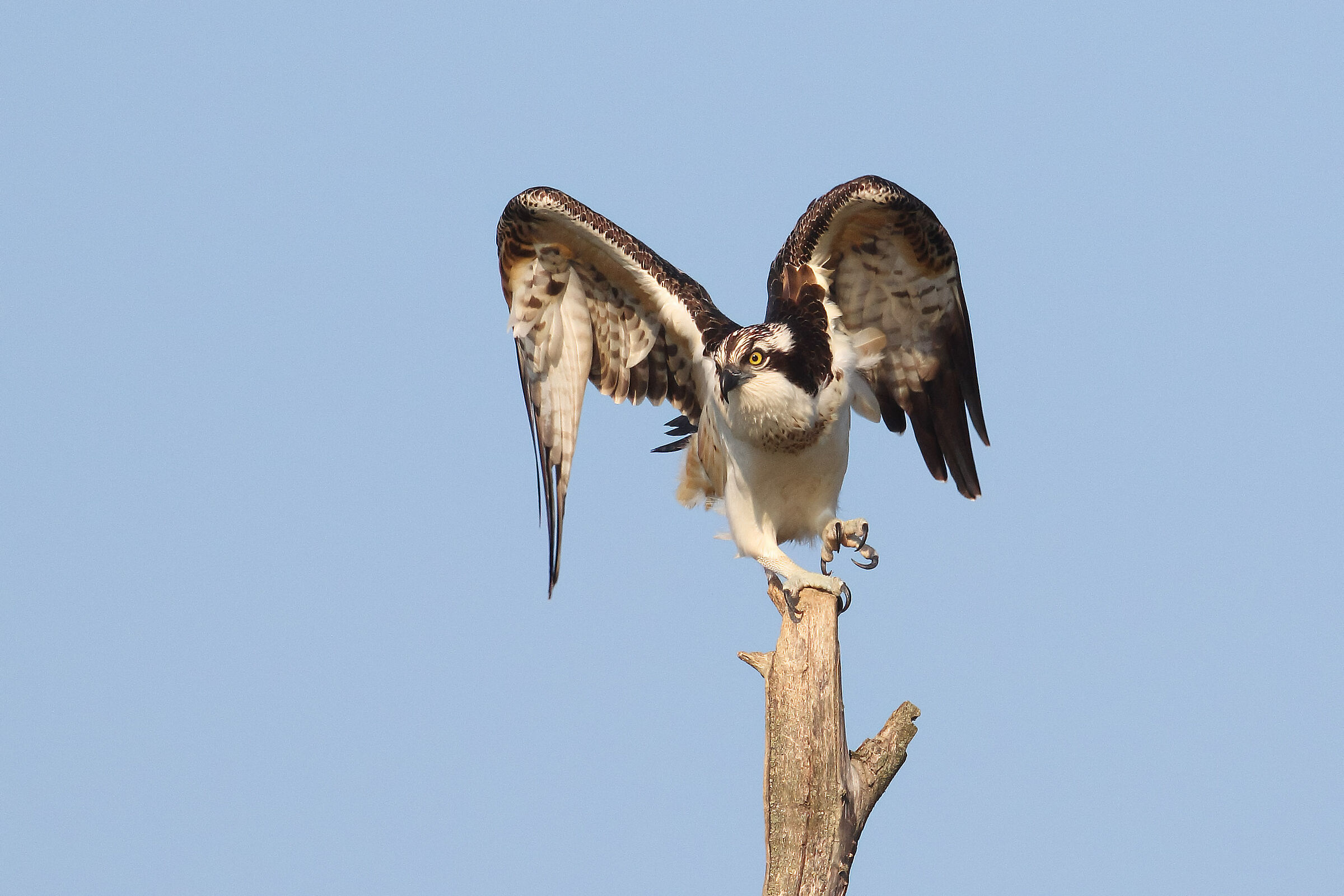 Falco Pescatore