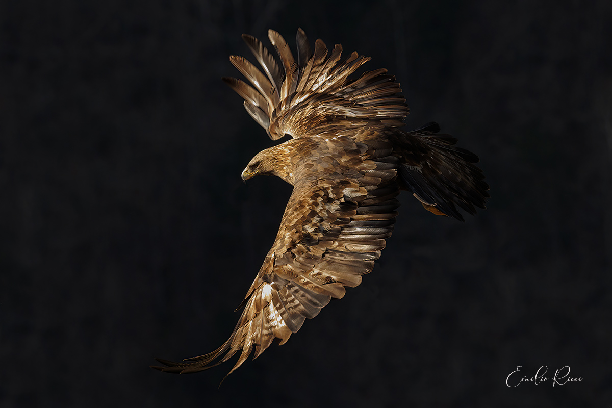 aquila reale -Alpi Italiane-
