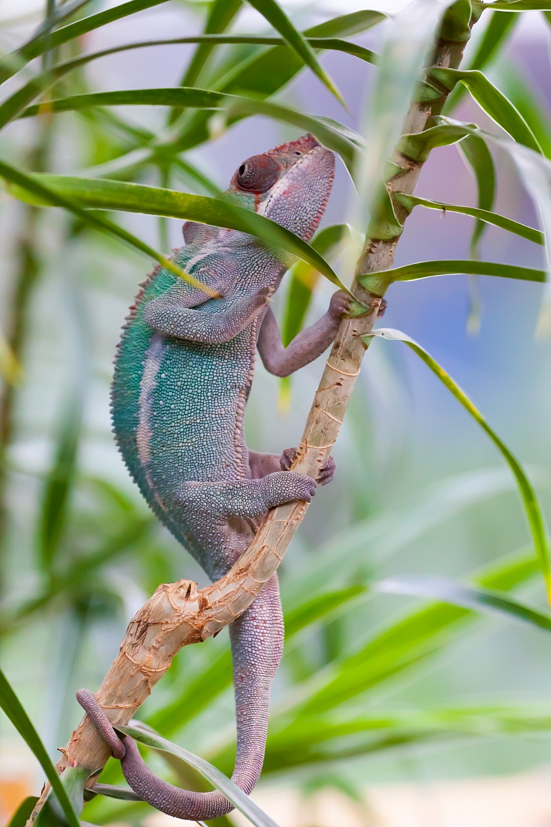 chameleon