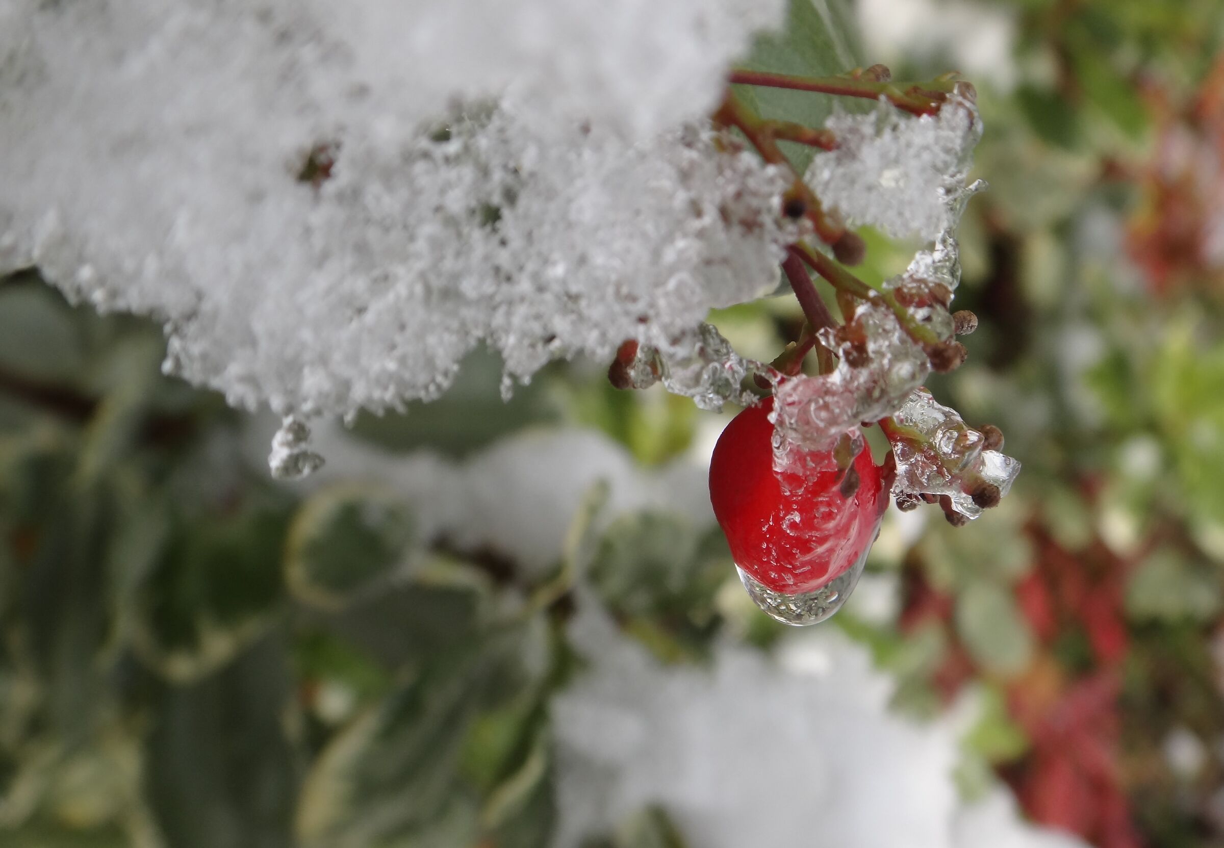 Neve su gemme di rosa I