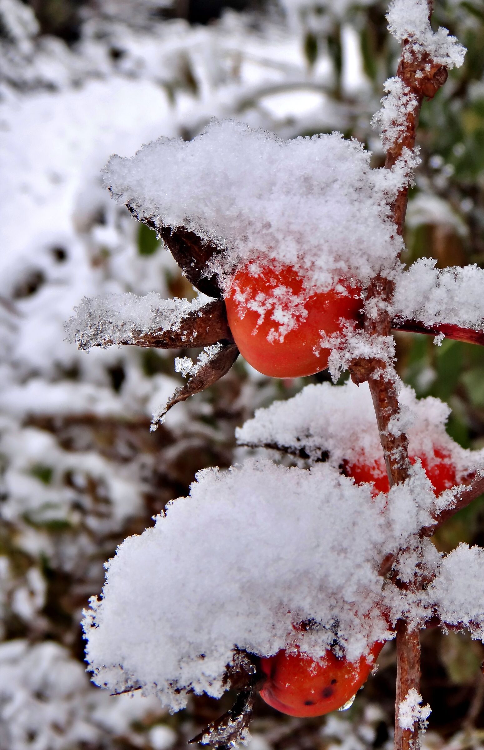 Neve su gemme di rosa II