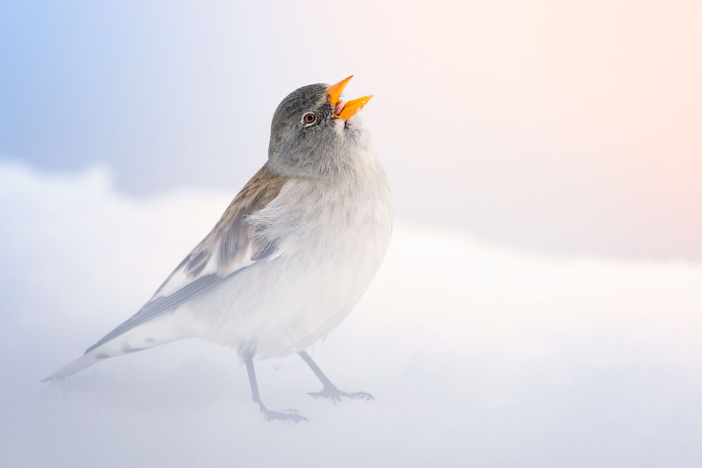 Singing in the light