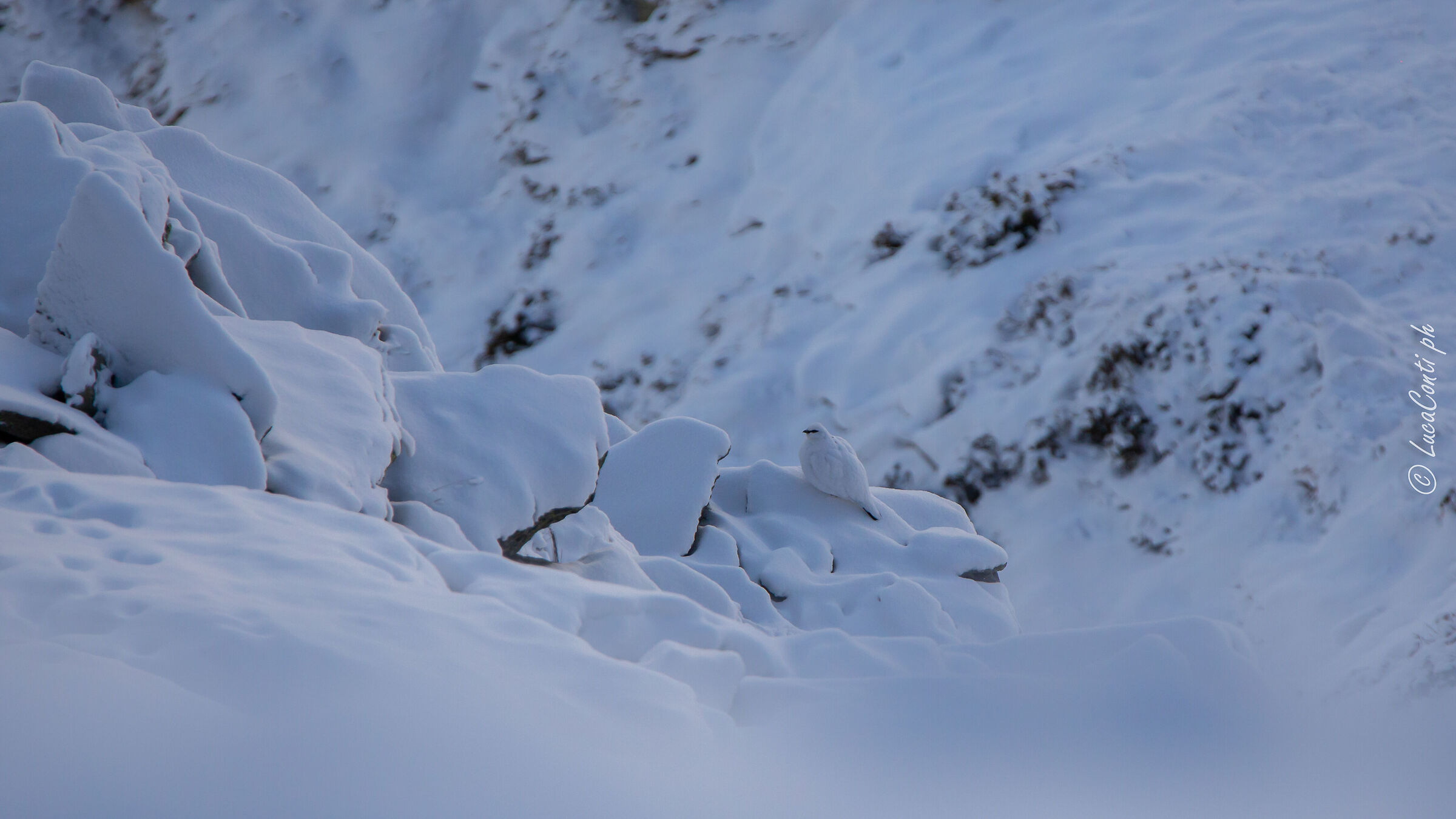 Pernice bianca , Valsassina LC
