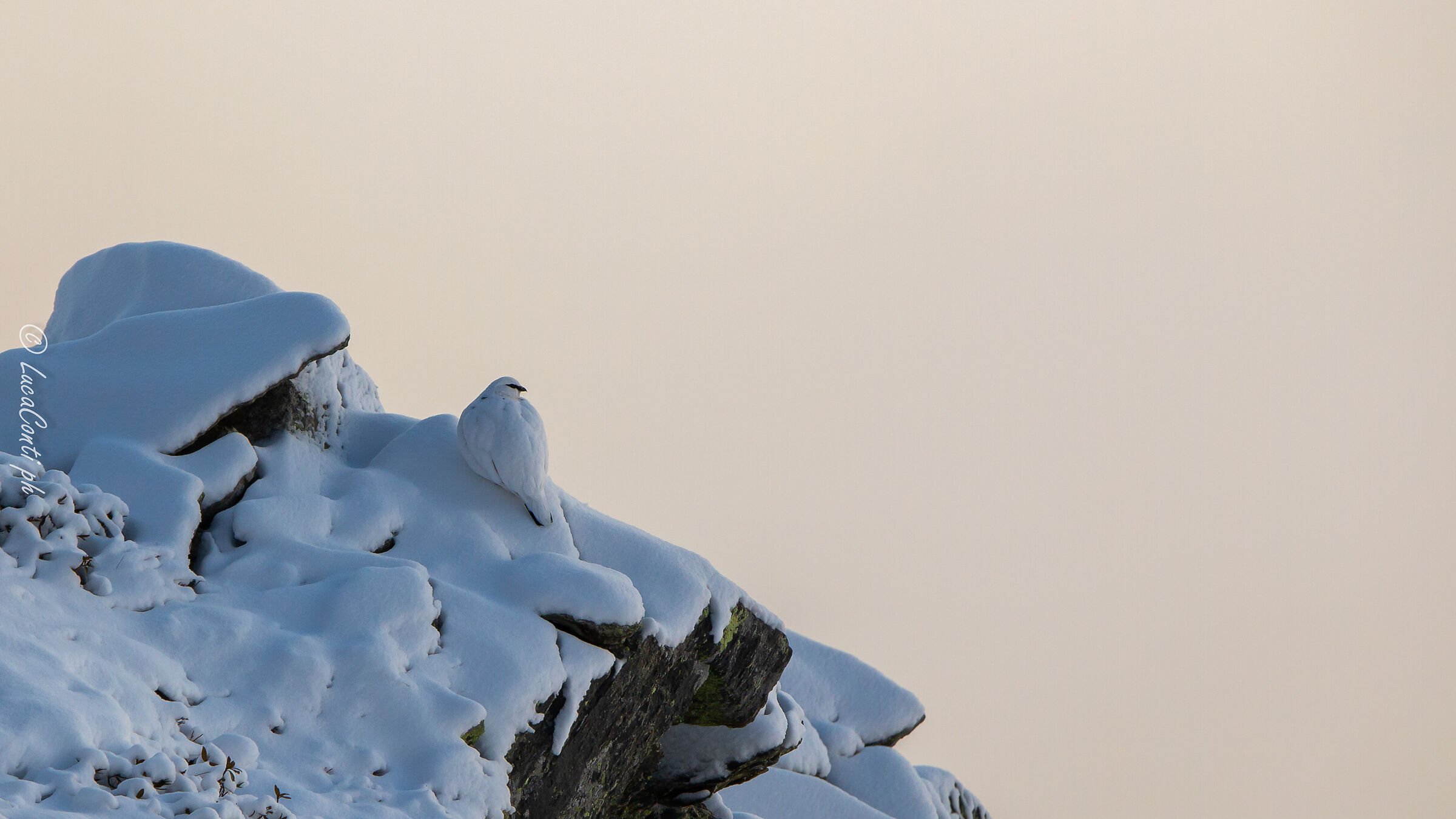 Pernice bianca , Valsassina LC