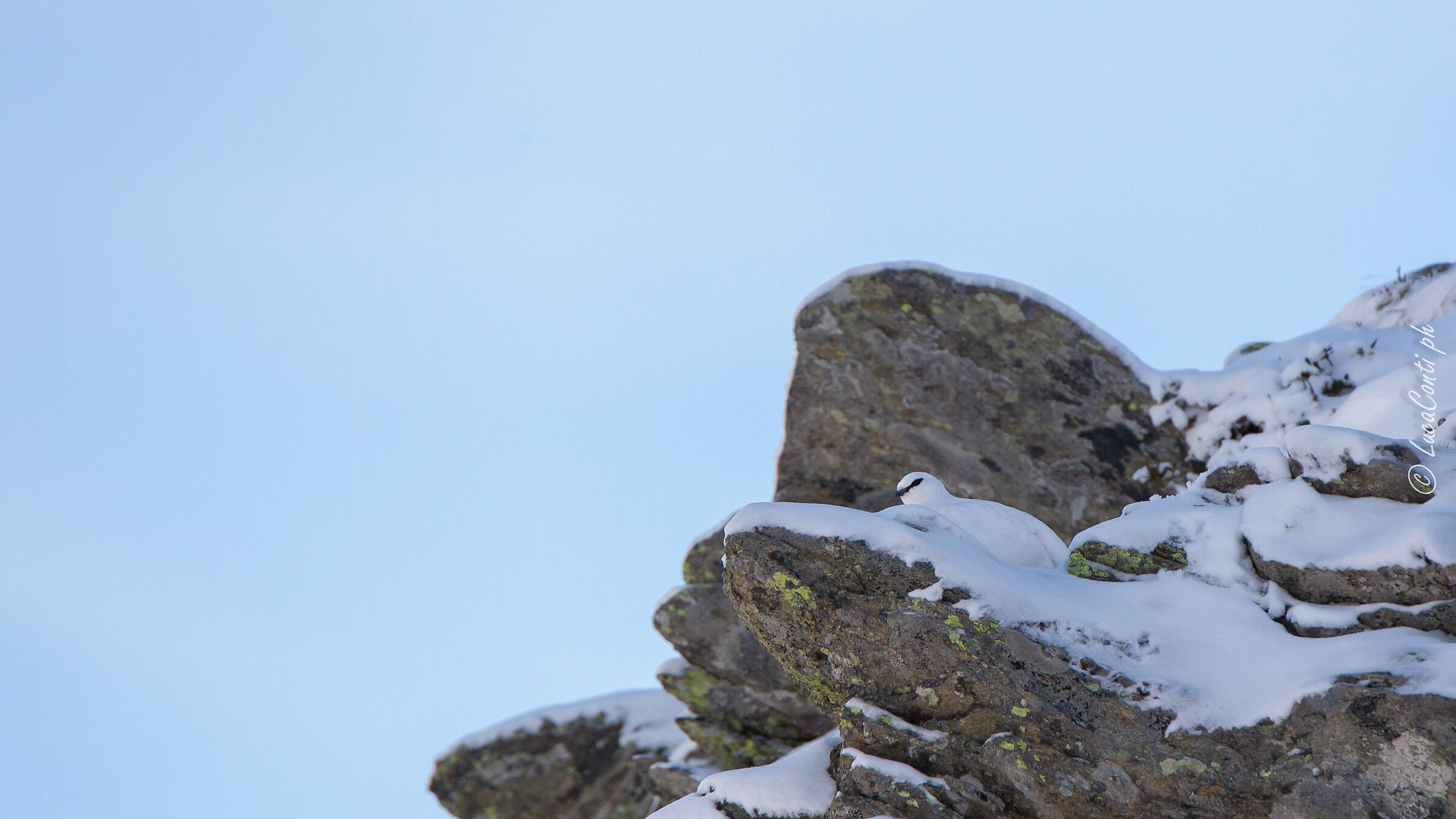 Pernice bianca , Valsassina LC