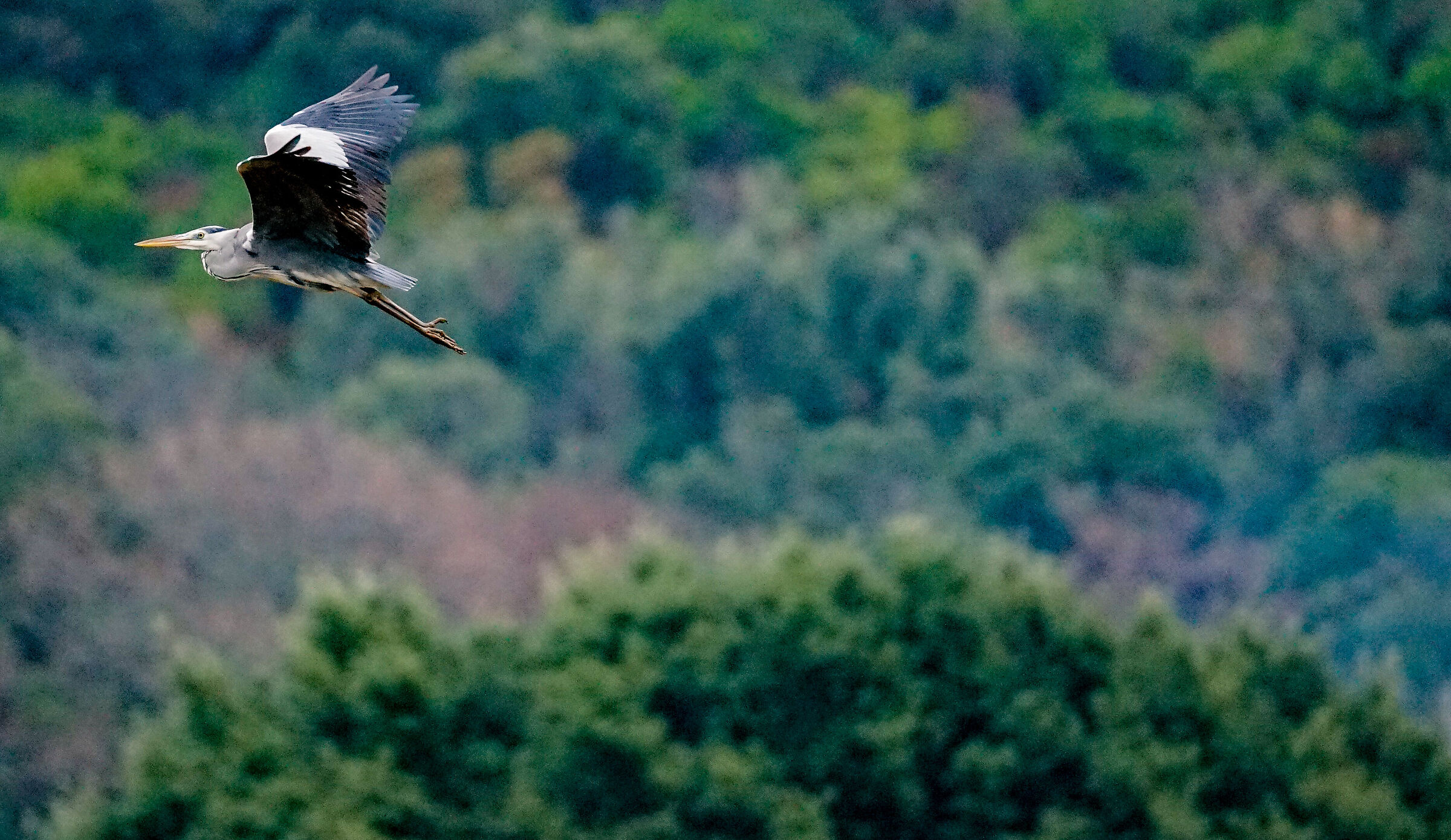 Heron on the run