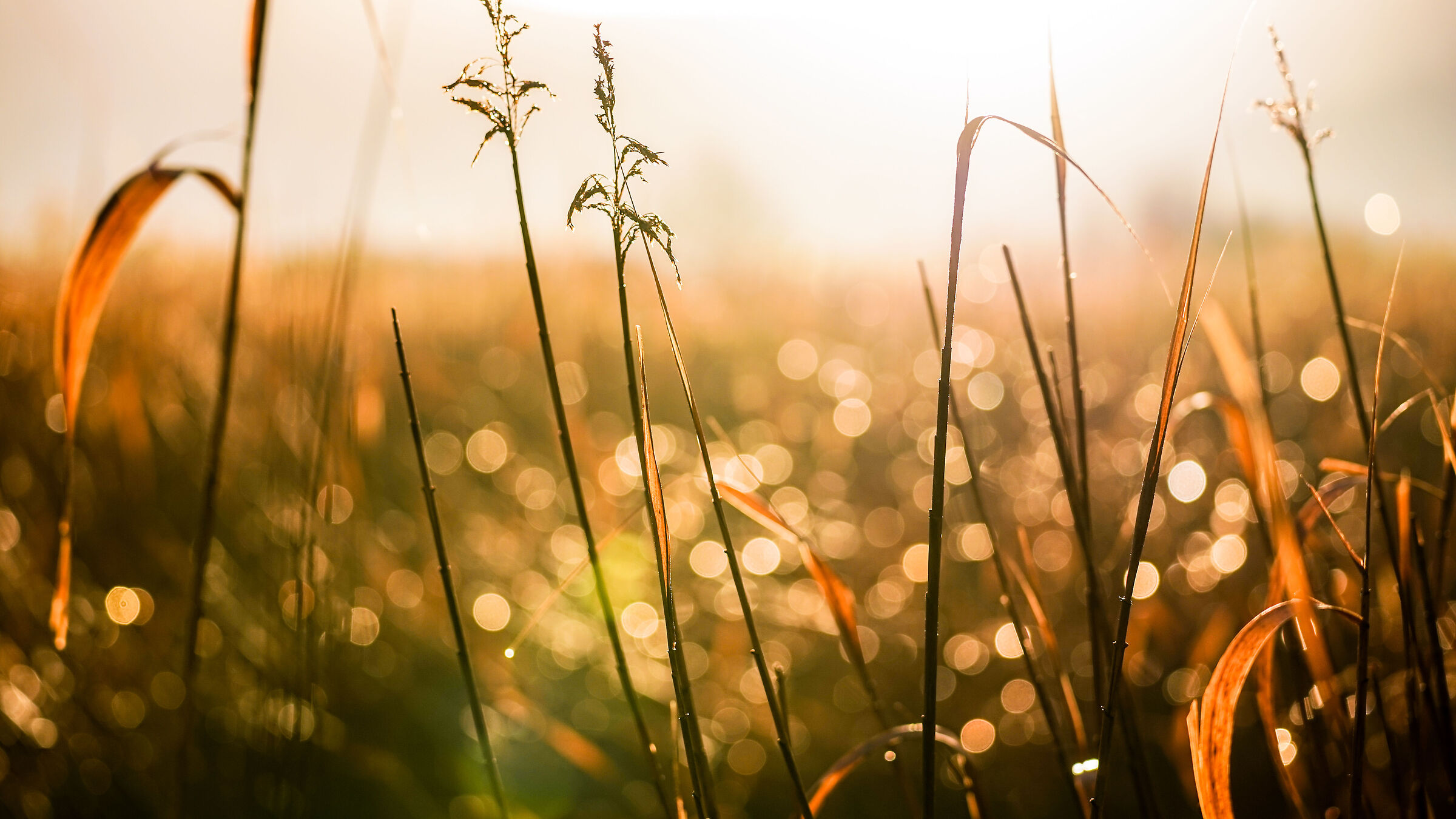 Backlight