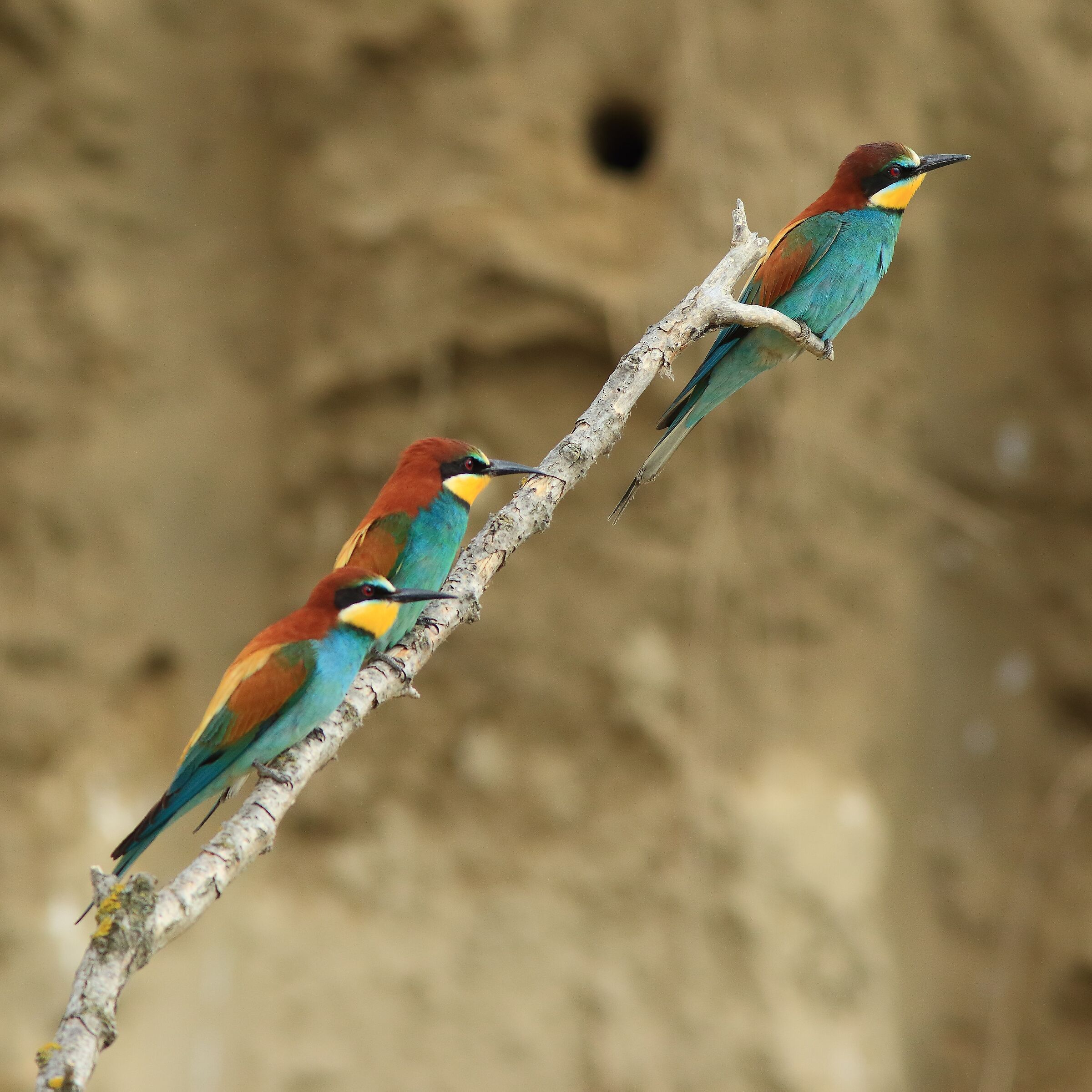 Trittico gruccioni