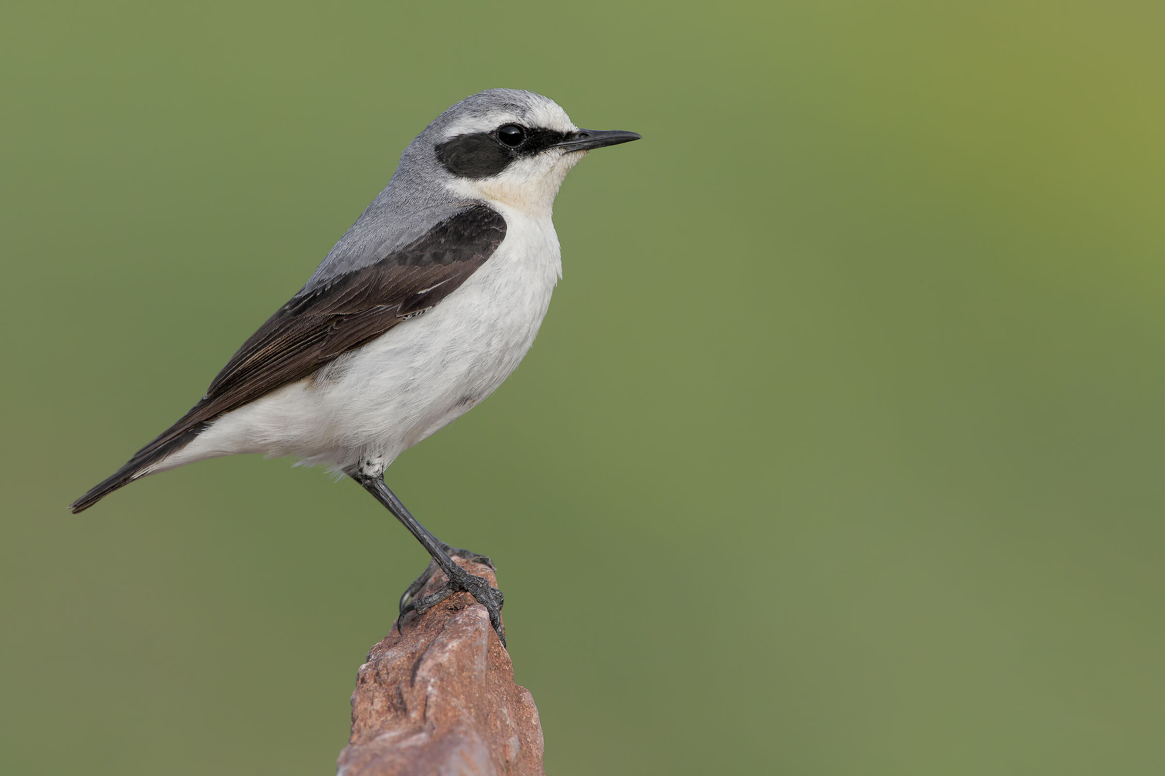 Northern wheatear