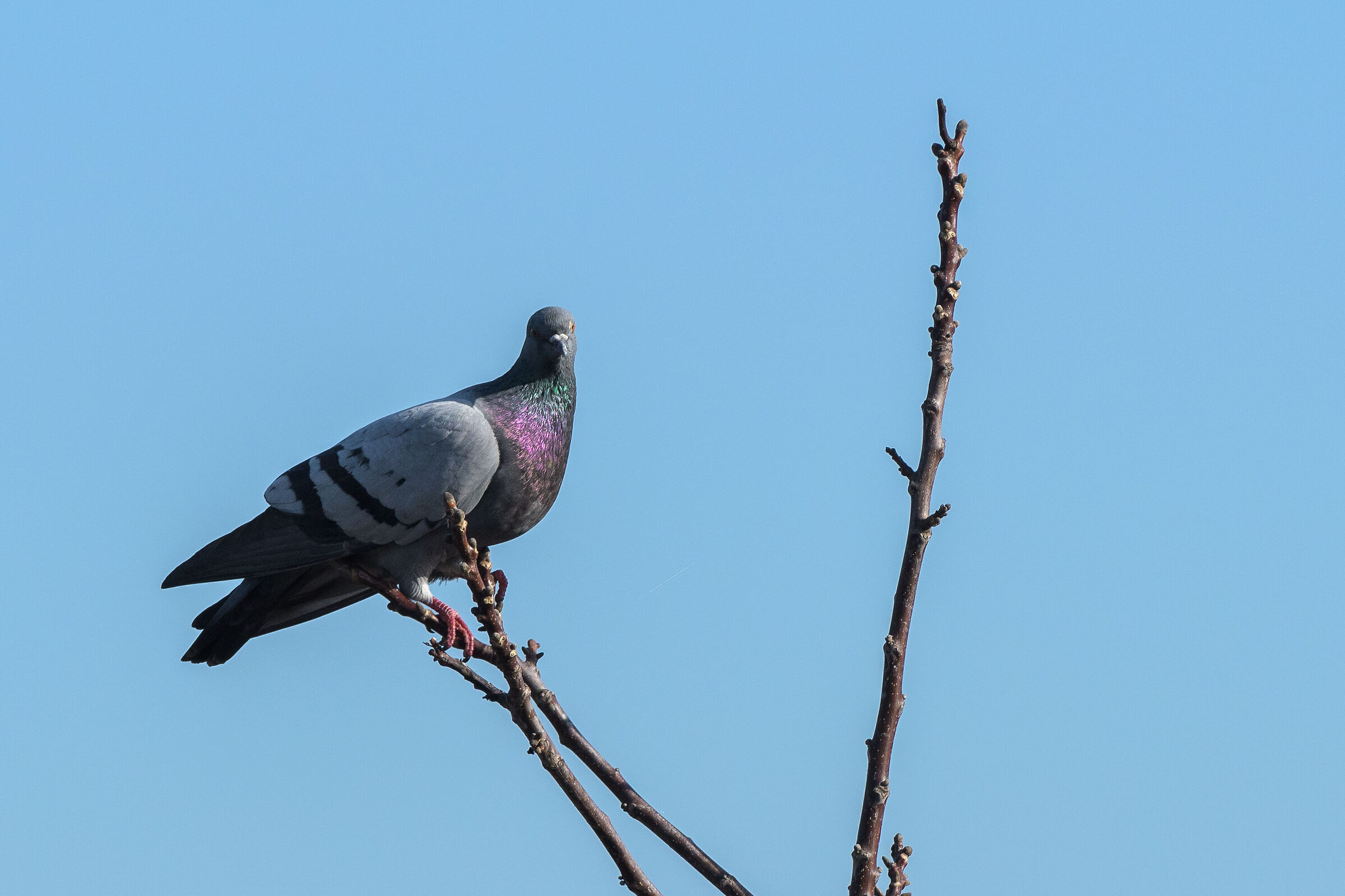Pigeon