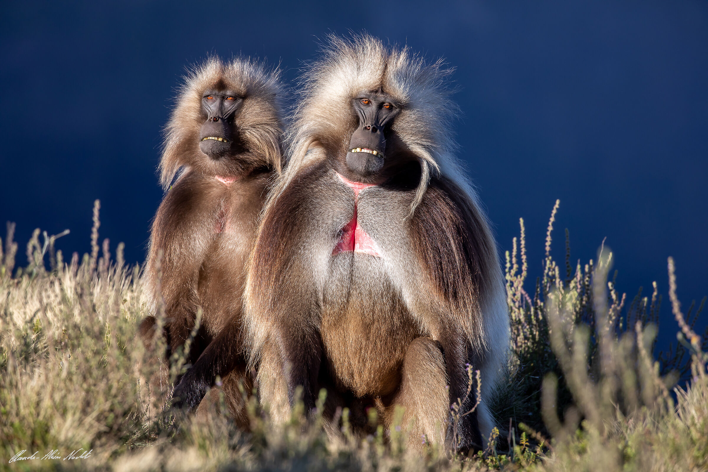 Geladas ·