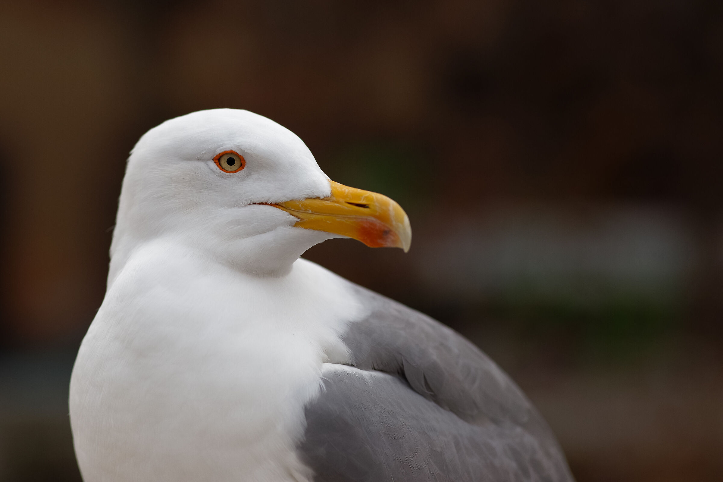 The eye of the seagull