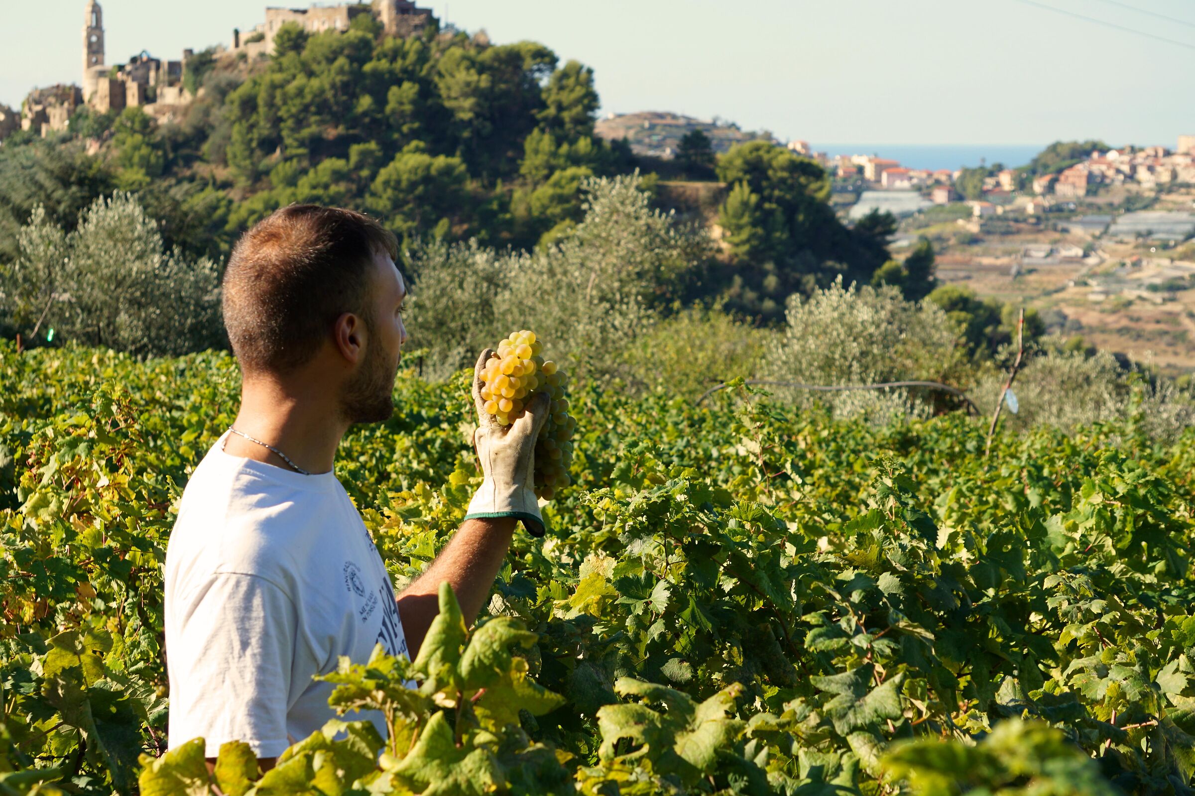 Harvest Bussana of Sanremo