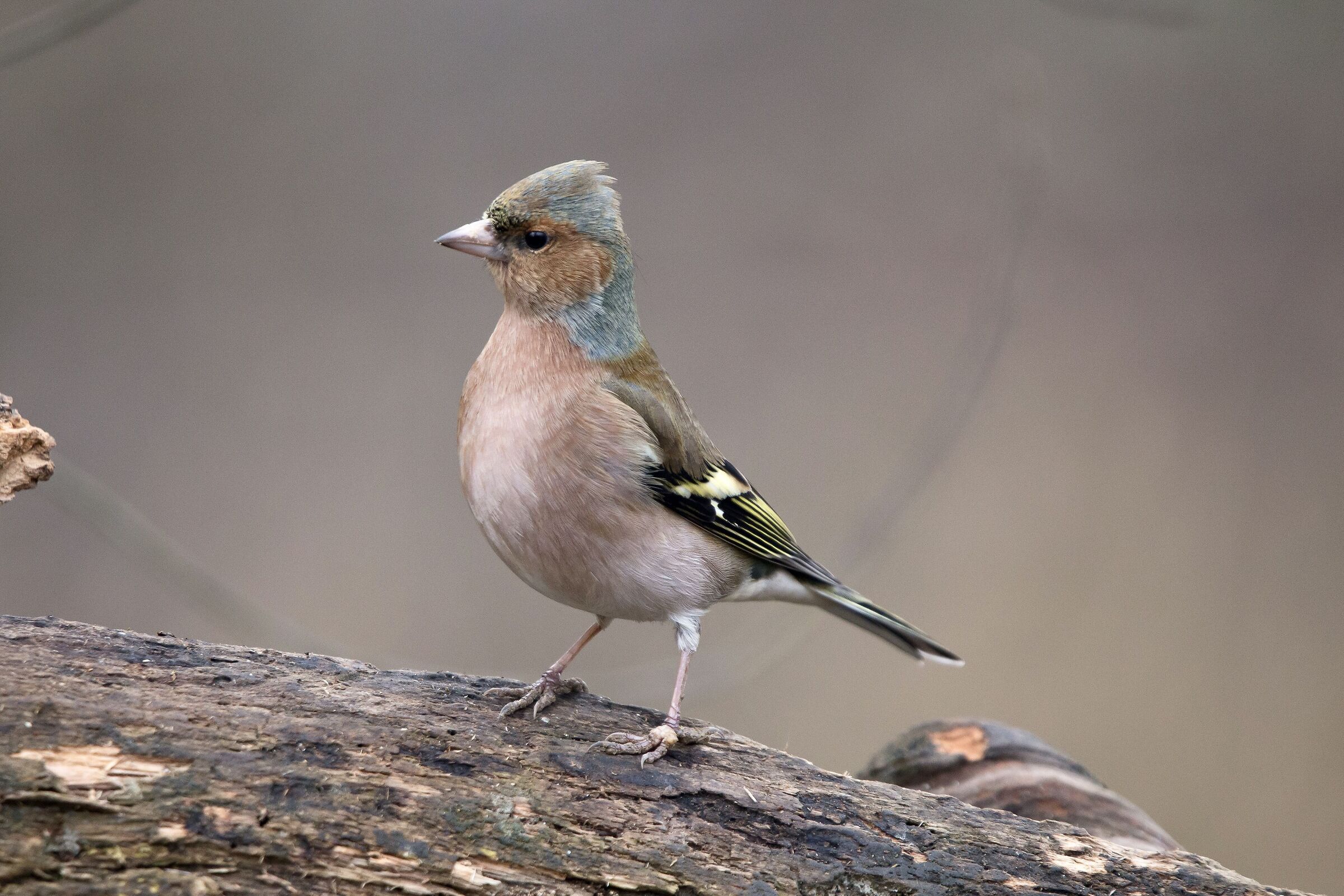 Male chaffinch
