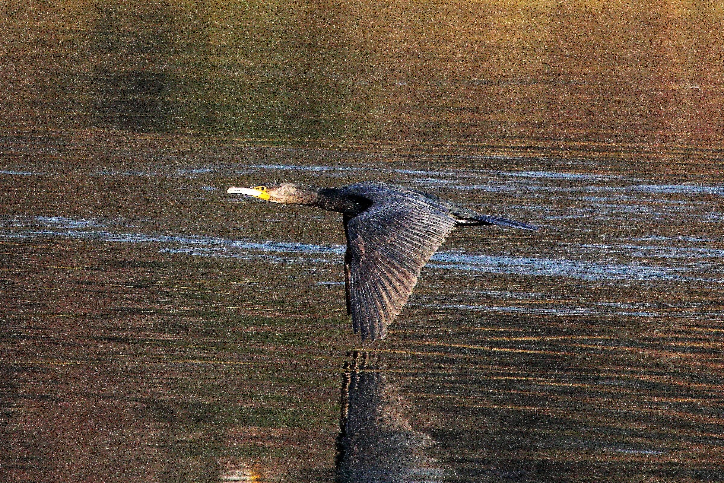 Cormorant