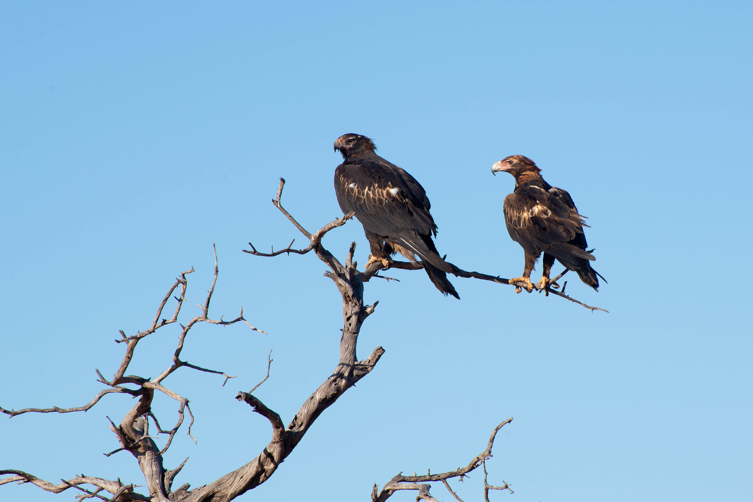 Eagles rest