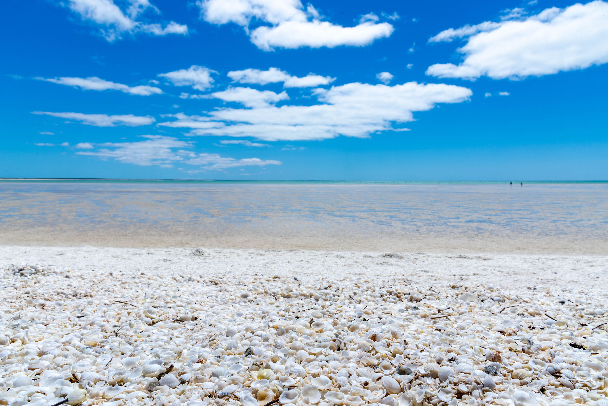 Shell Beach