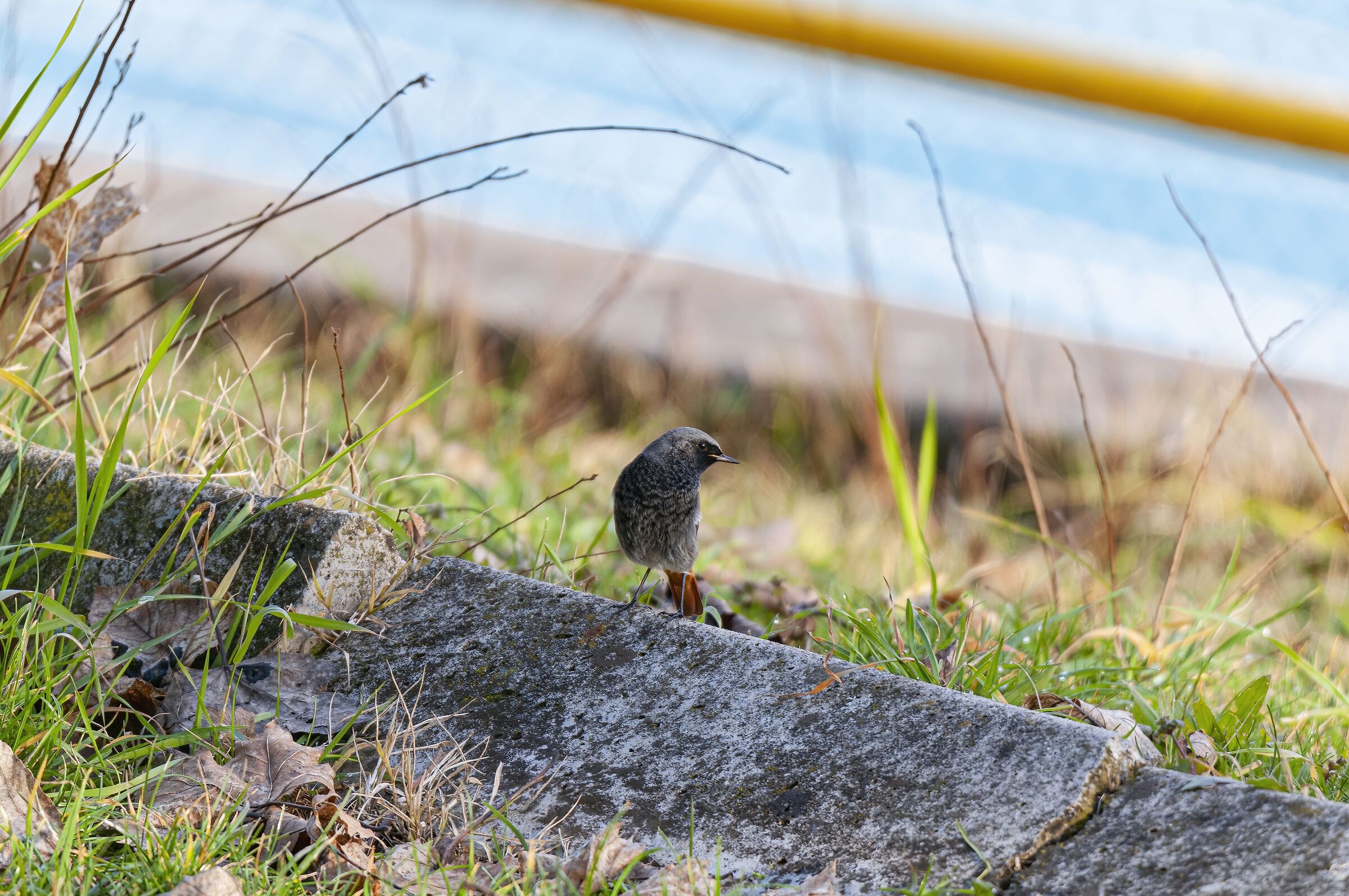 Black redstart