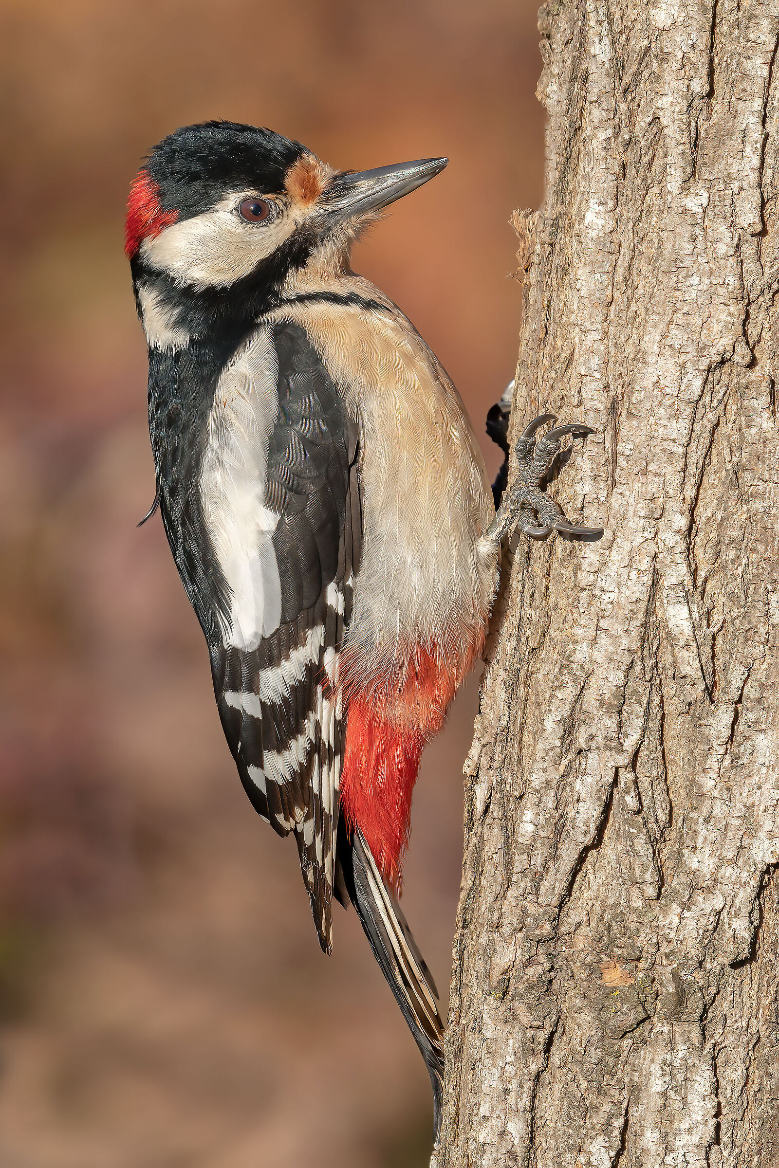 Greater red woodpecker