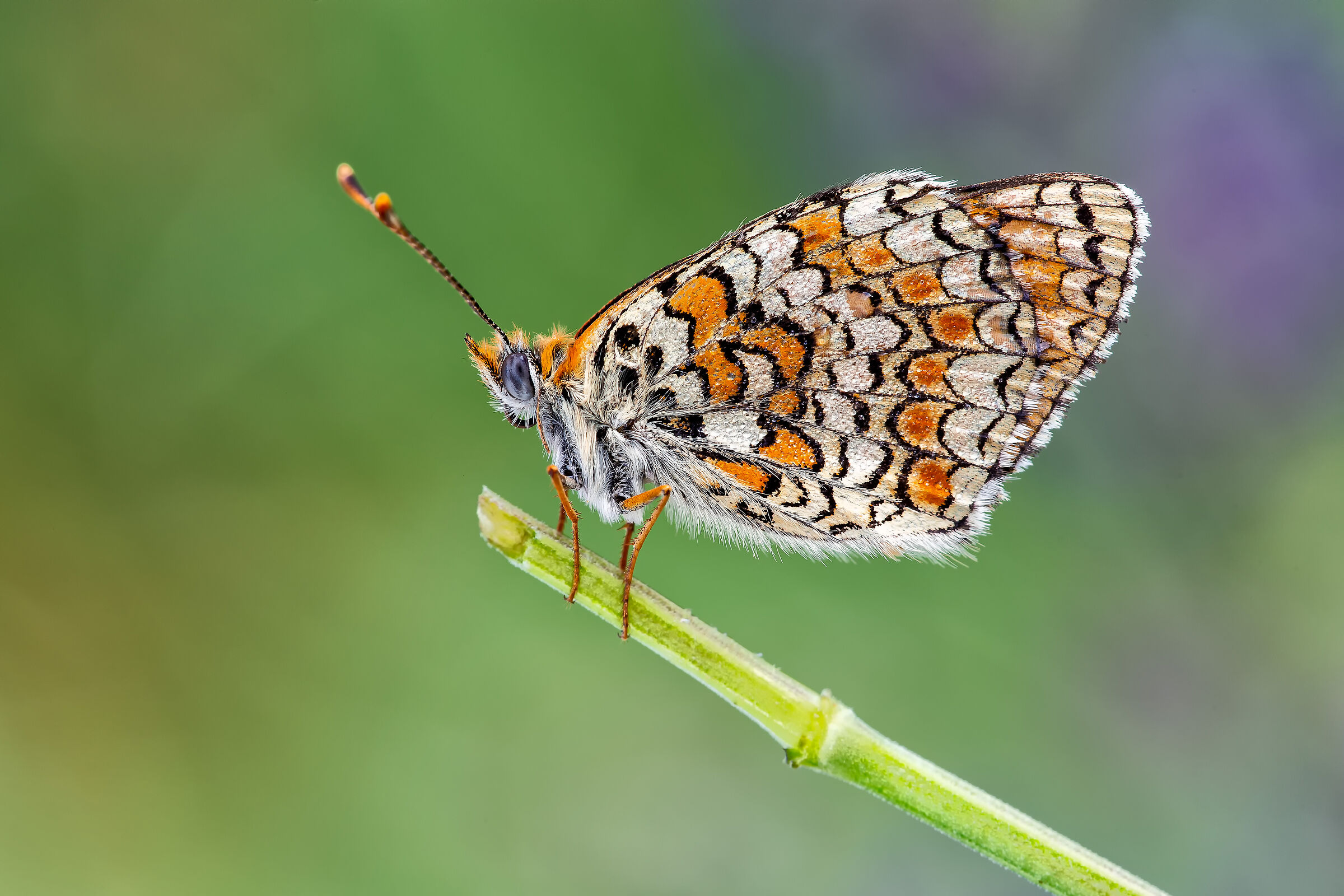 Melitaea Didyma
