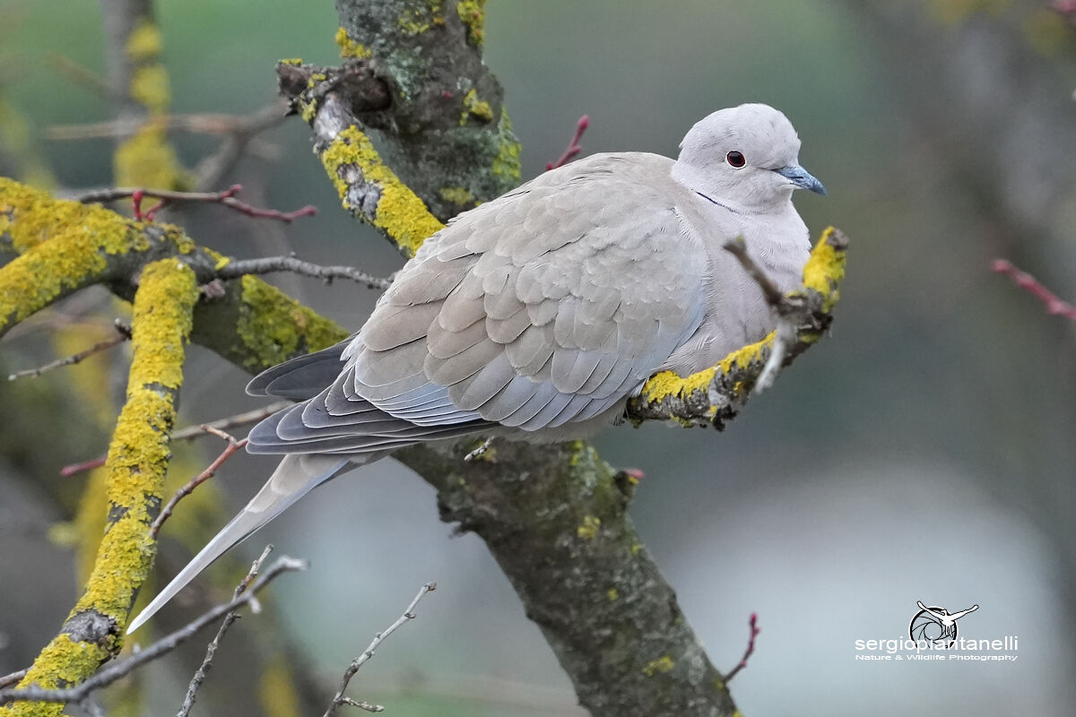 Aspettando la primavera