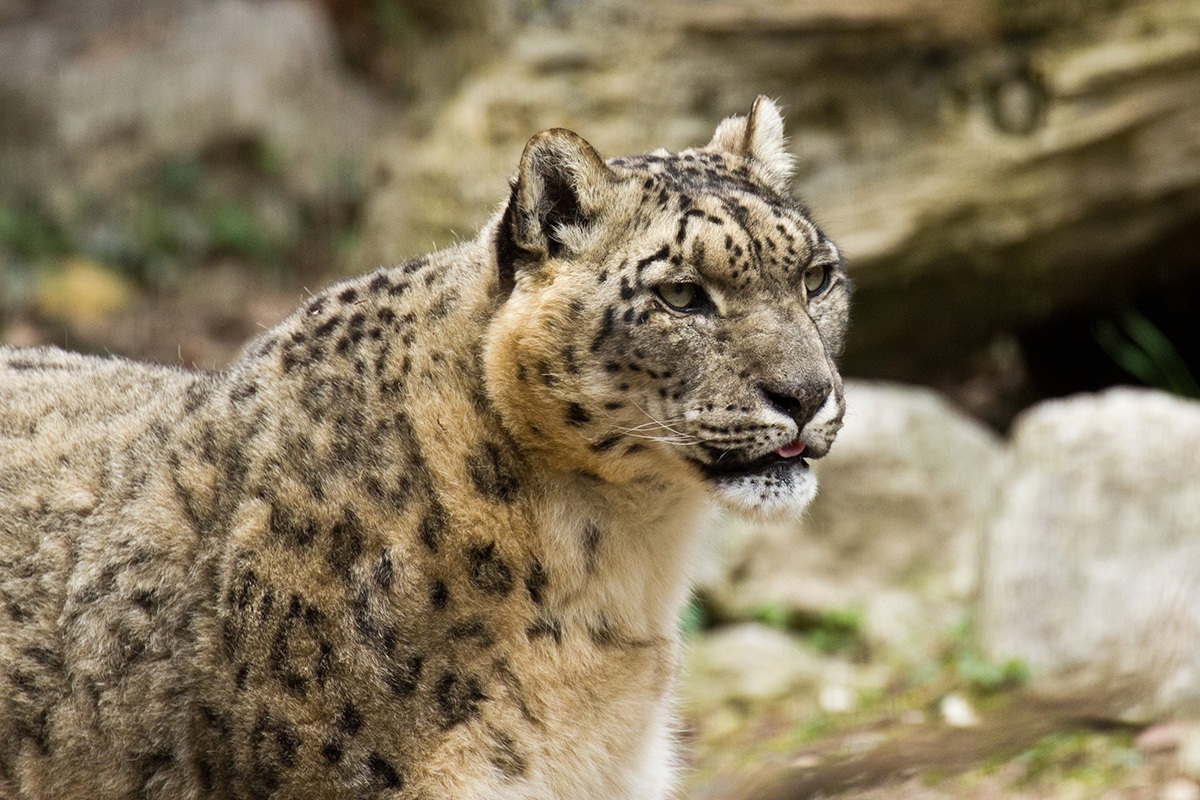 Leopardo