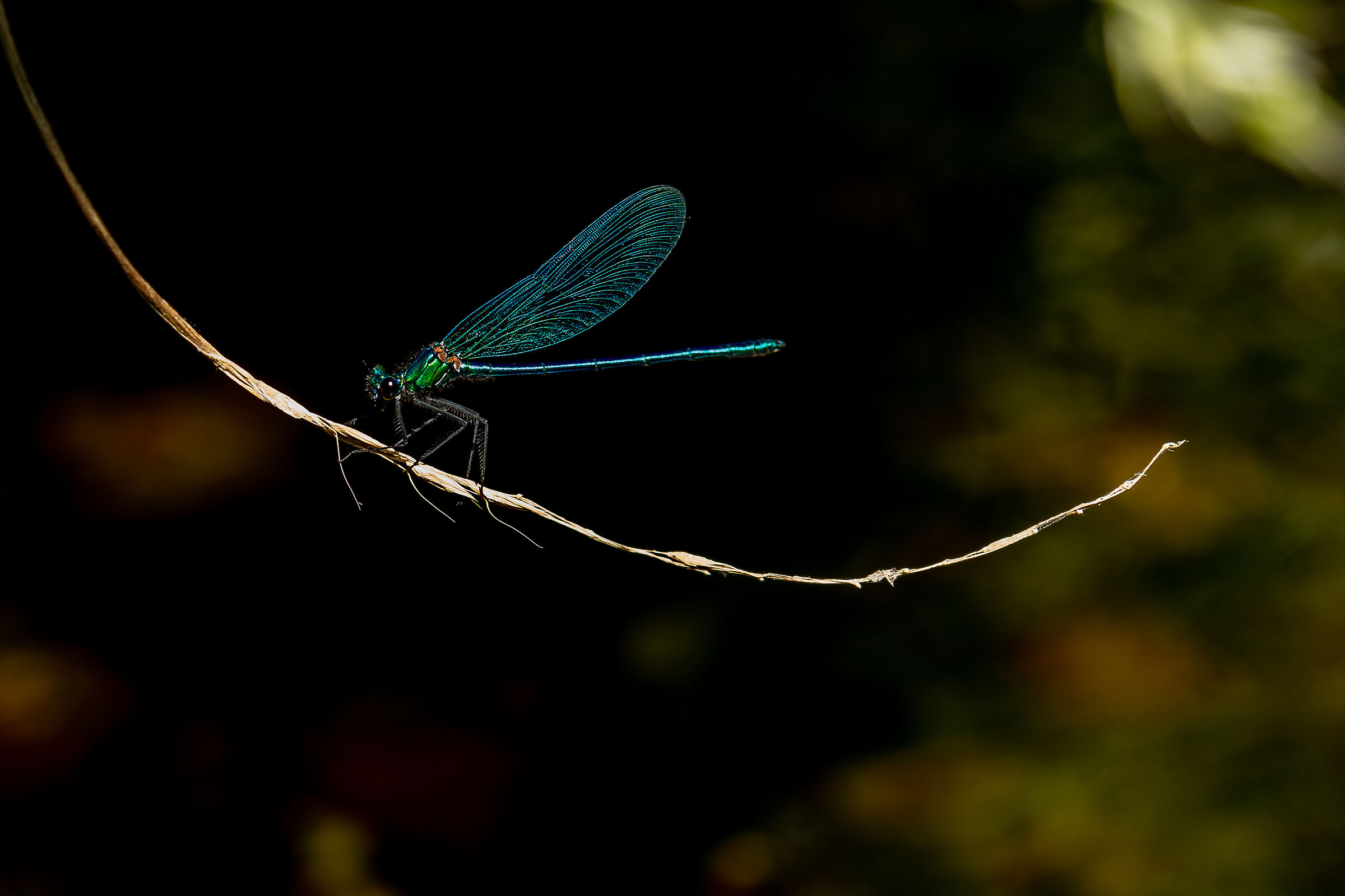 Calopteryx Virgo
