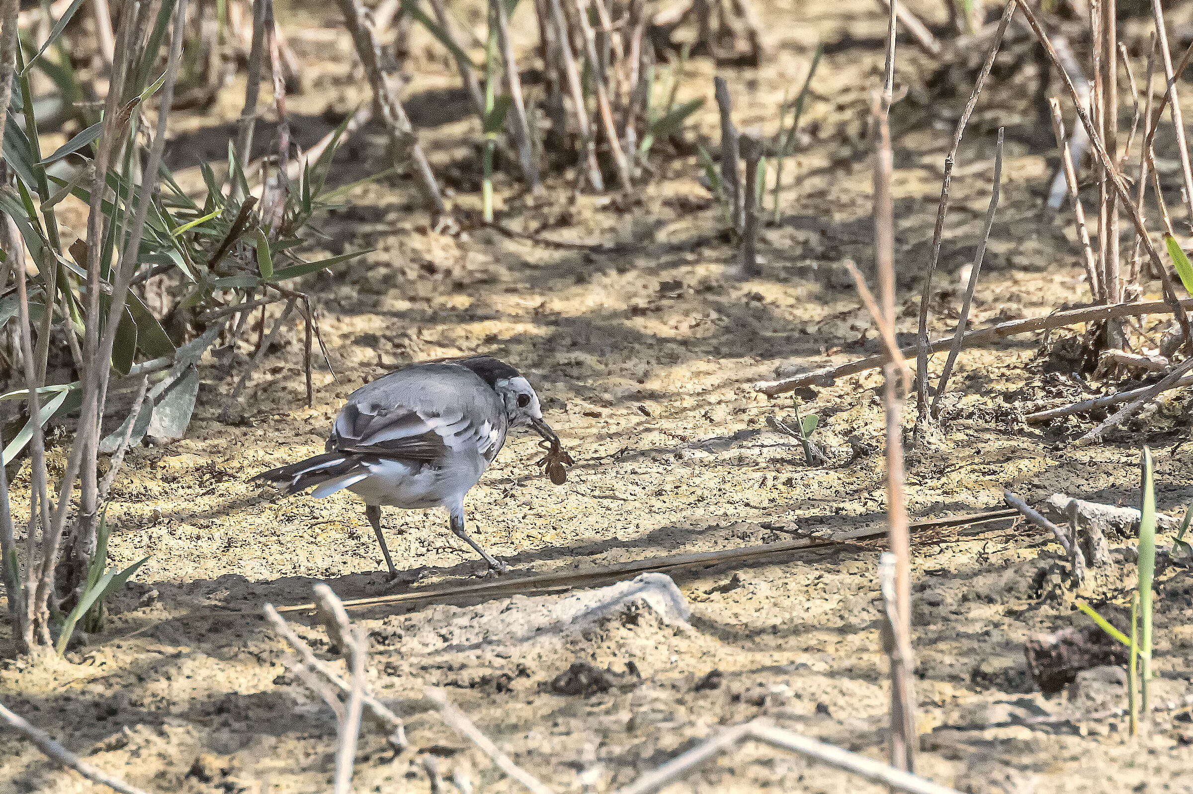 White Ballerina with Spider