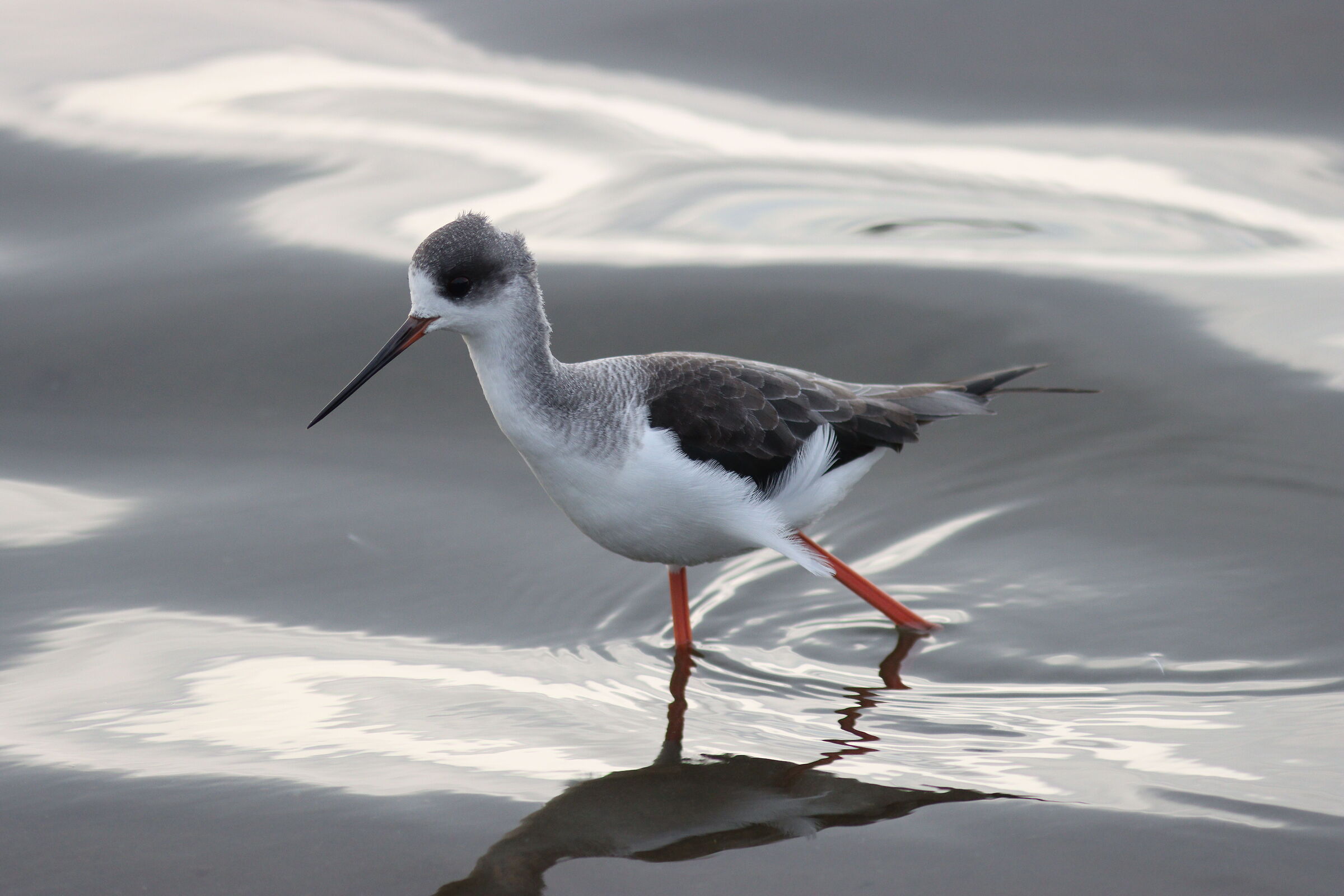 Cavaliere spettinato