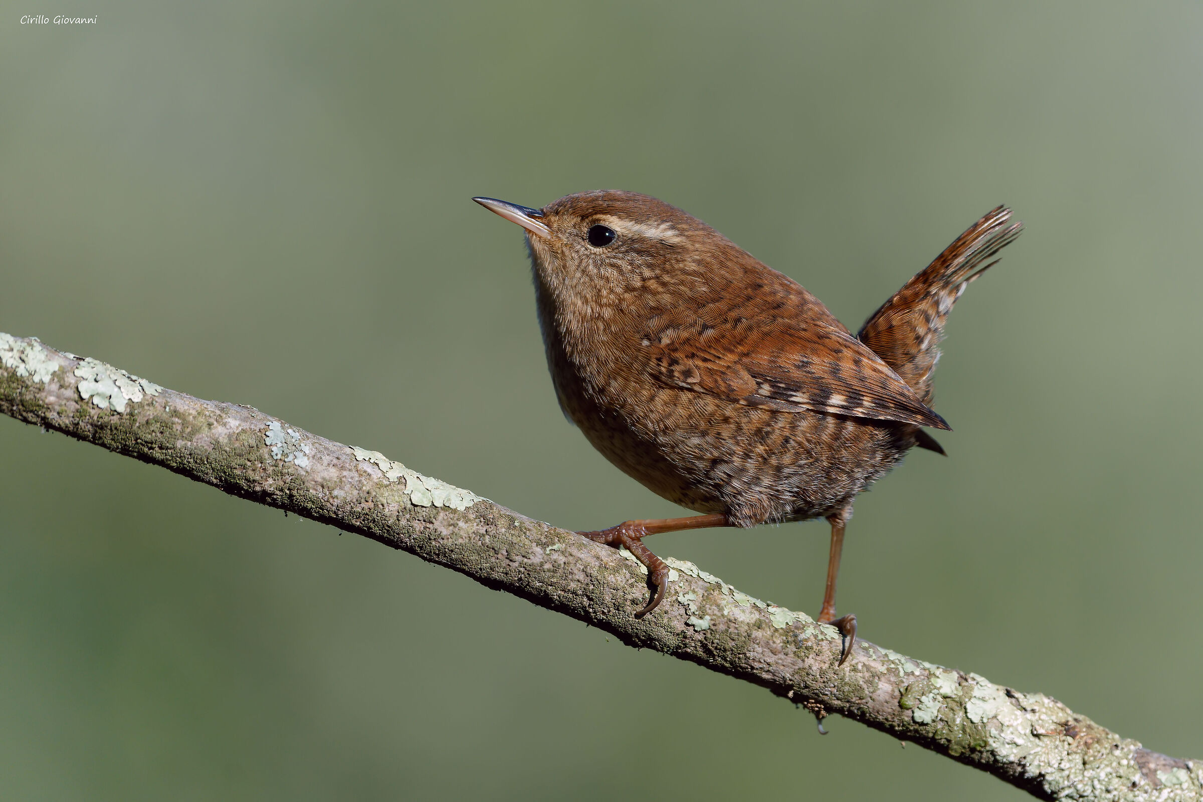 Wren