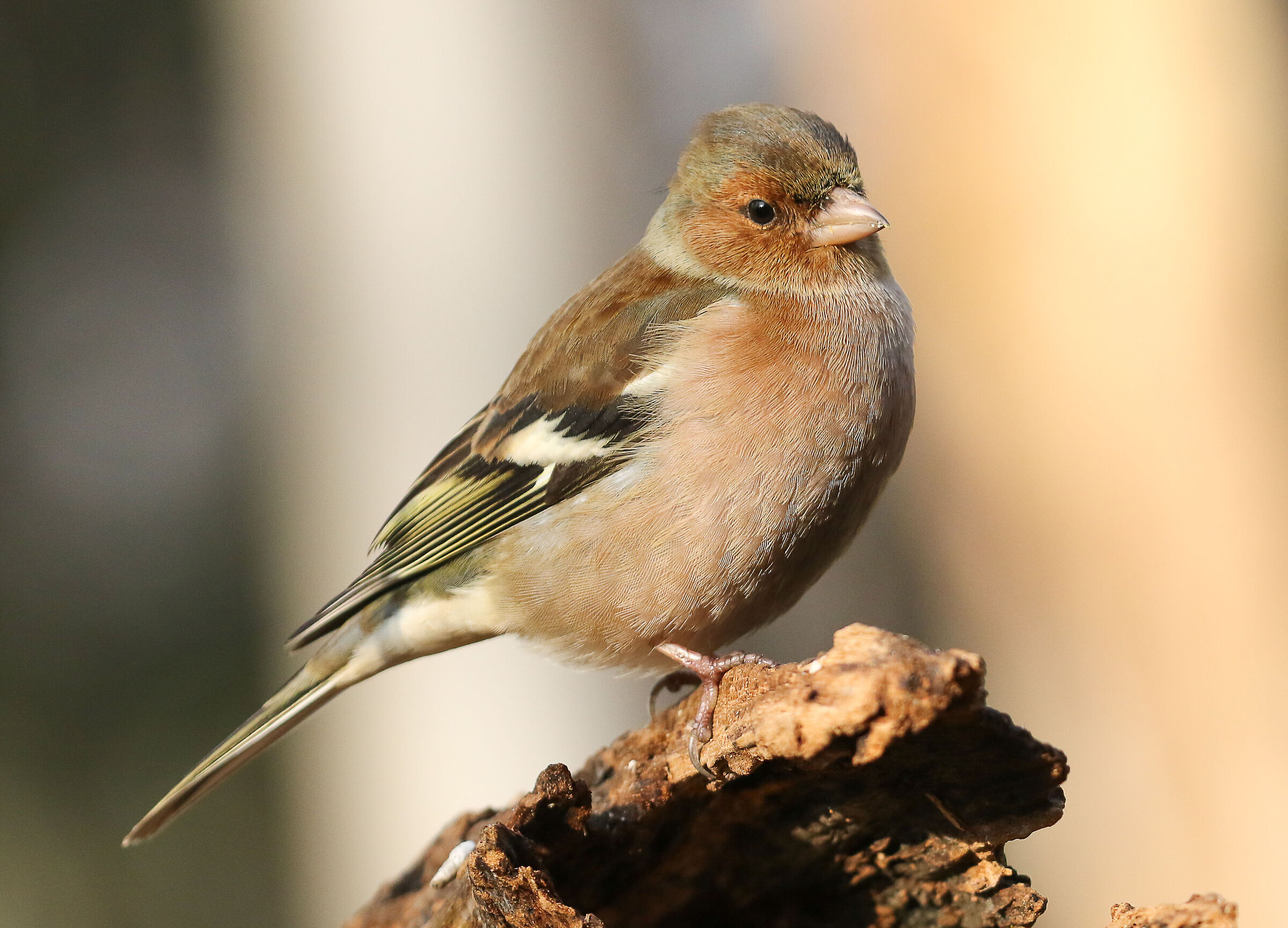 29/12/2021 - Cavenago di Brianza - Male chaffinch