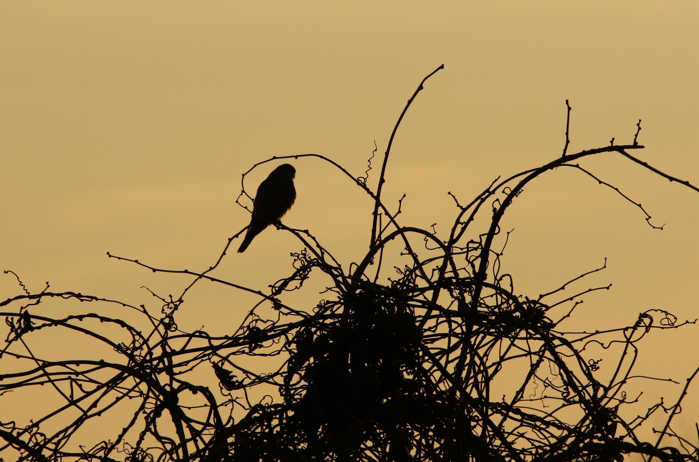 Kestrel Falcon at sunset