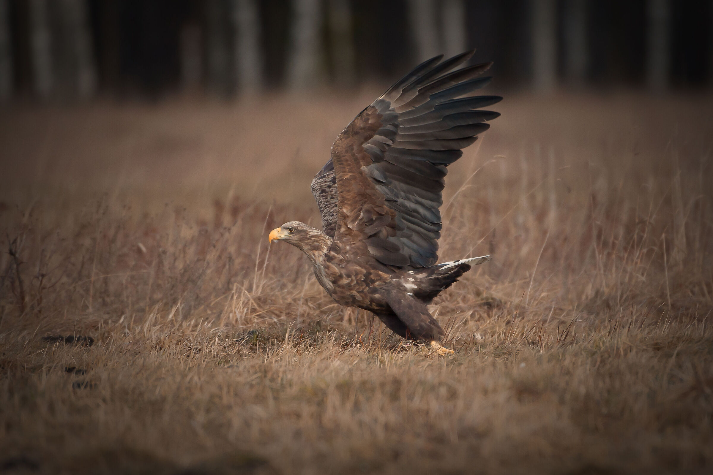 White-tailed eagle