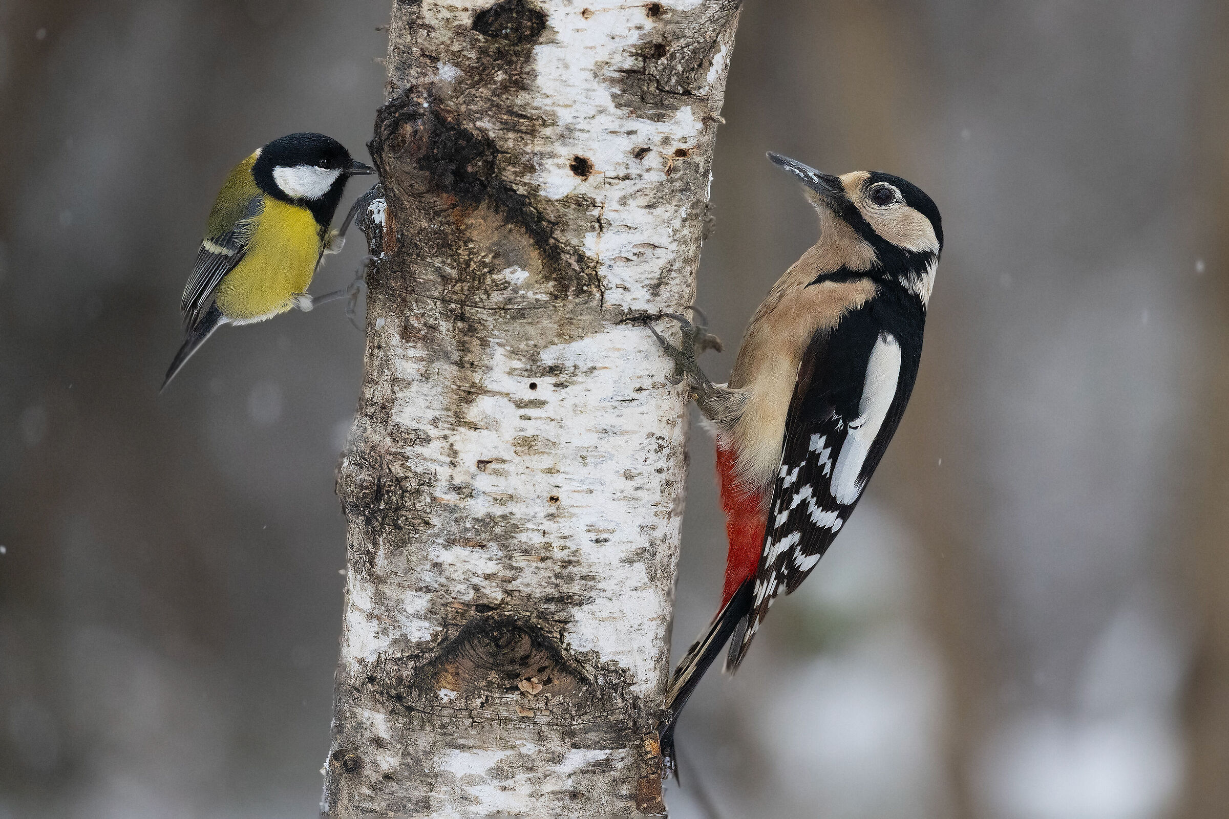 woodpecker and