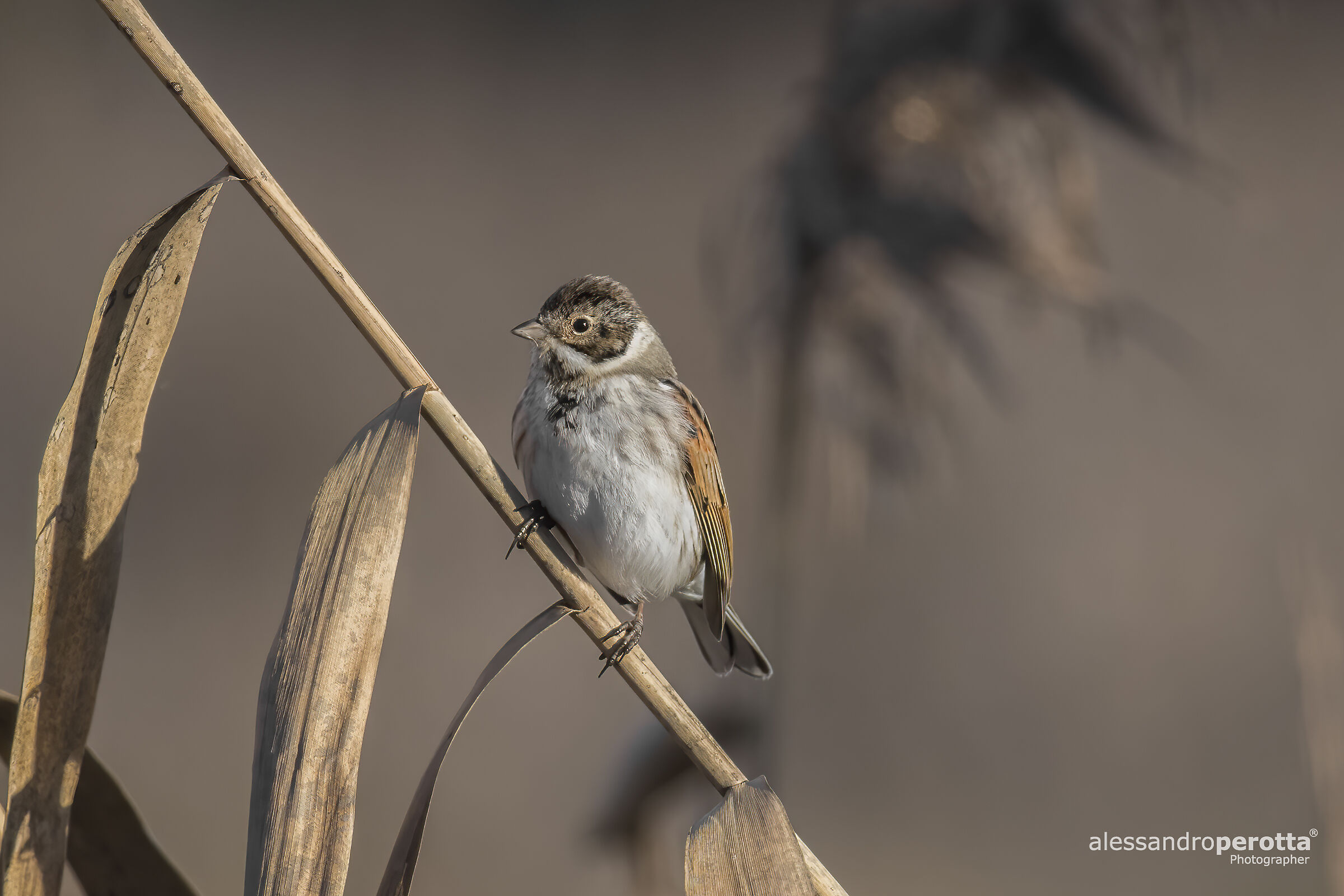 Emberiza schoeniclus