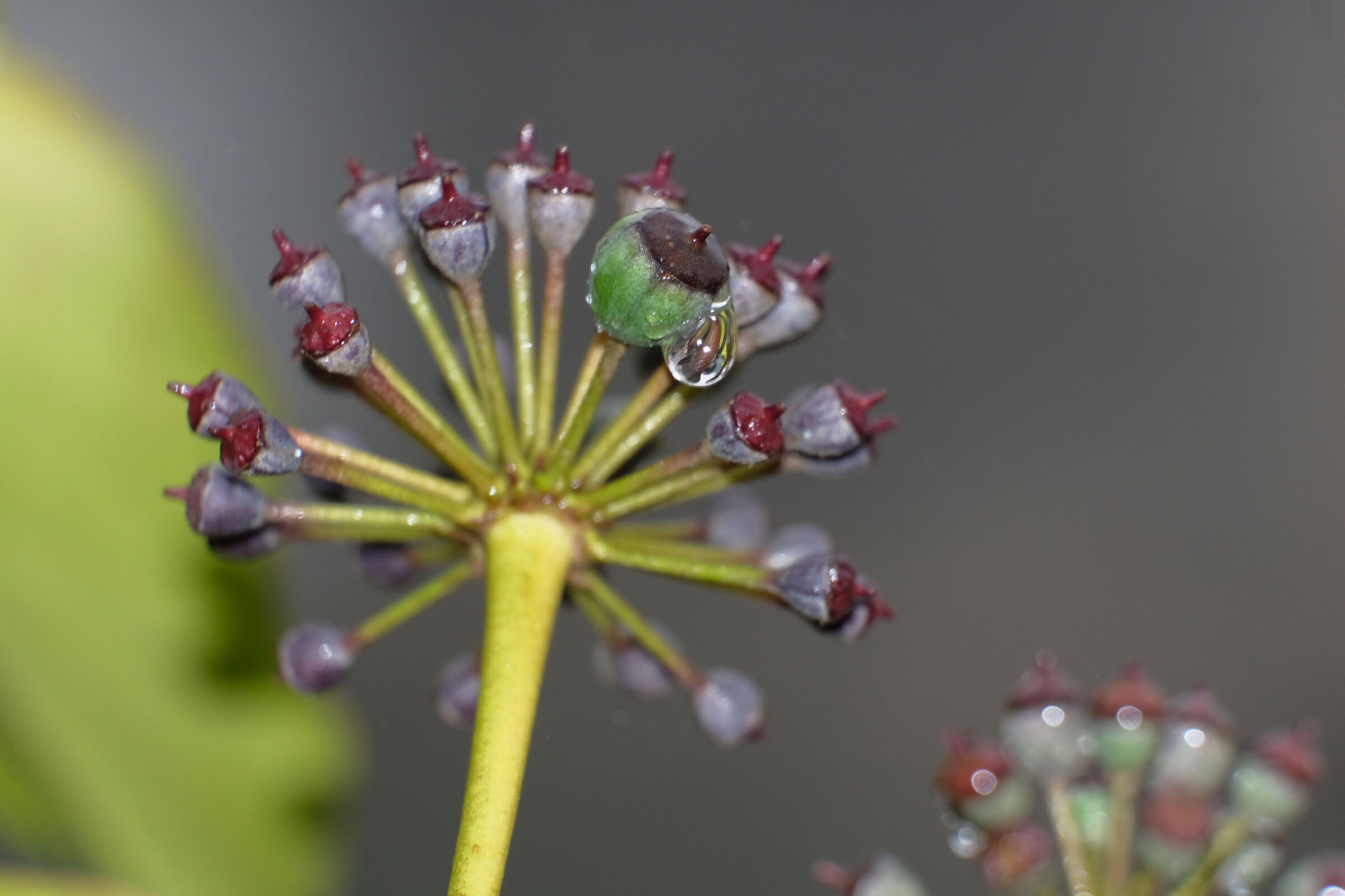 Autumn ivy flower