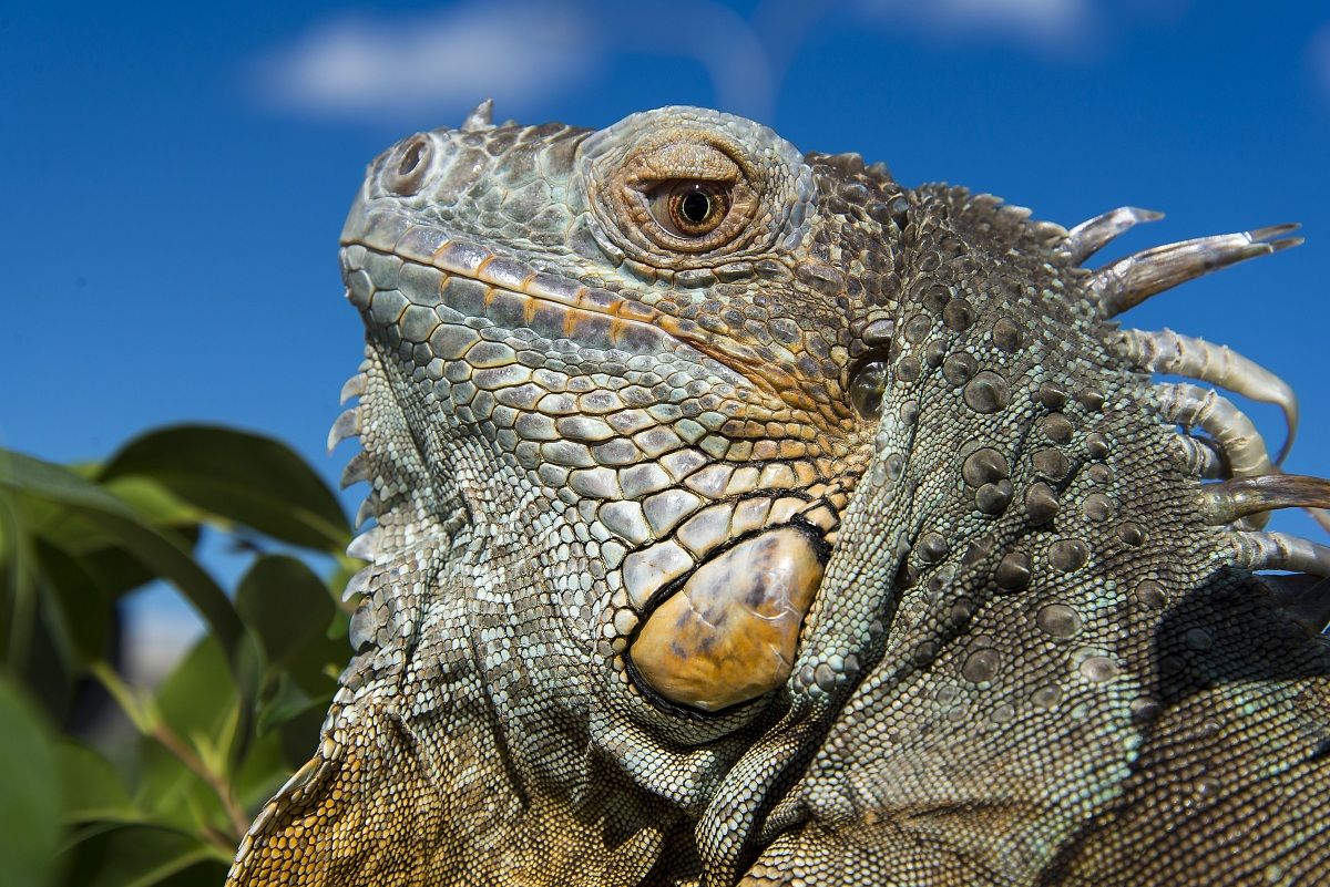 Iguana
