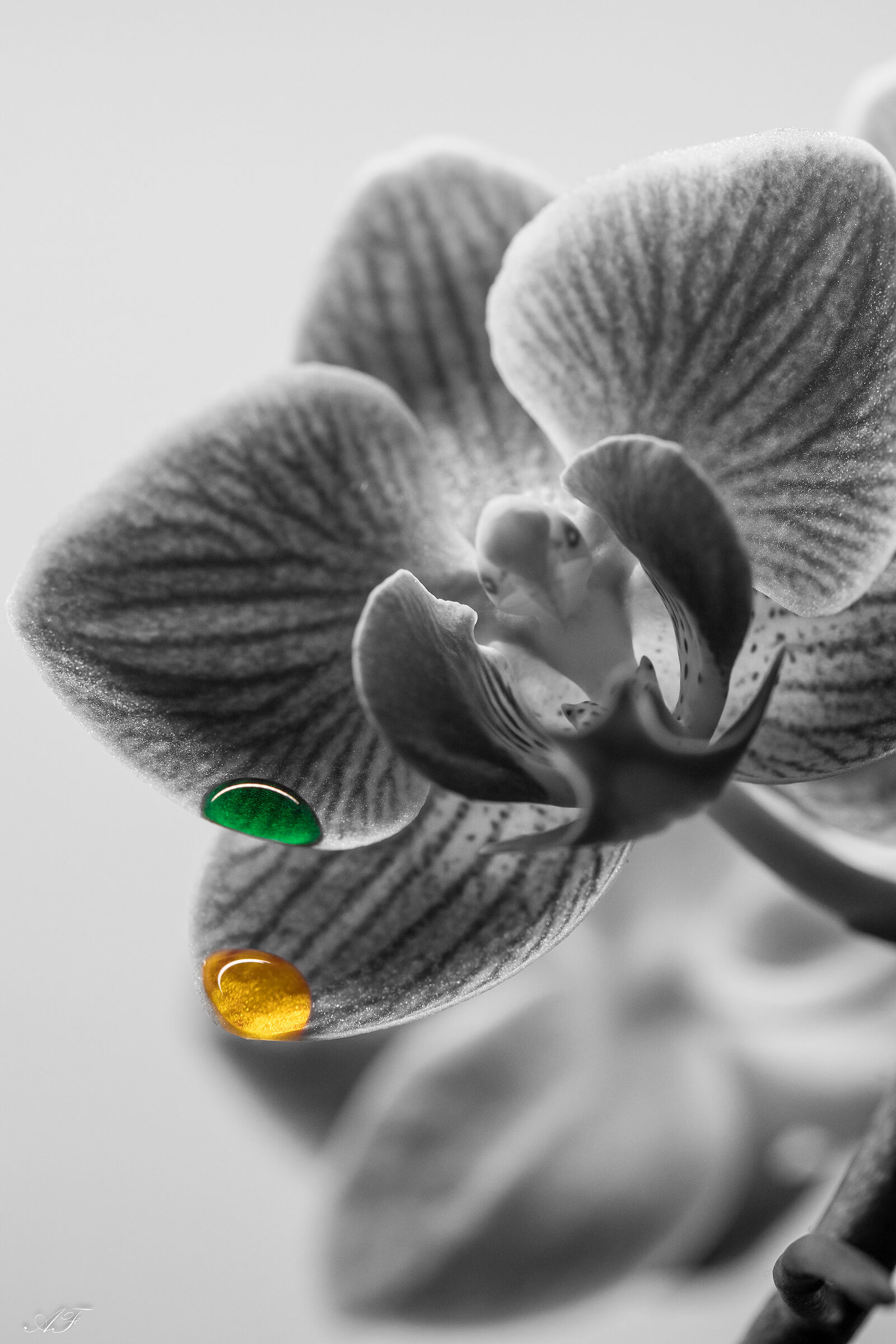 Boring Orchid #2
