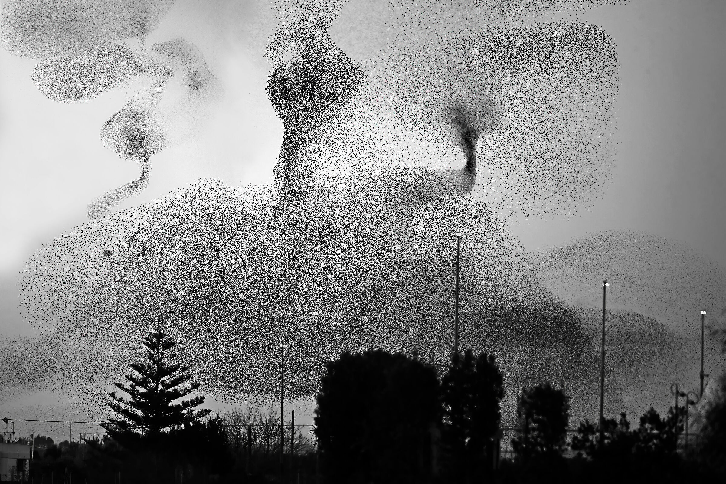 Hitchcock style invasion..... (Transfers)