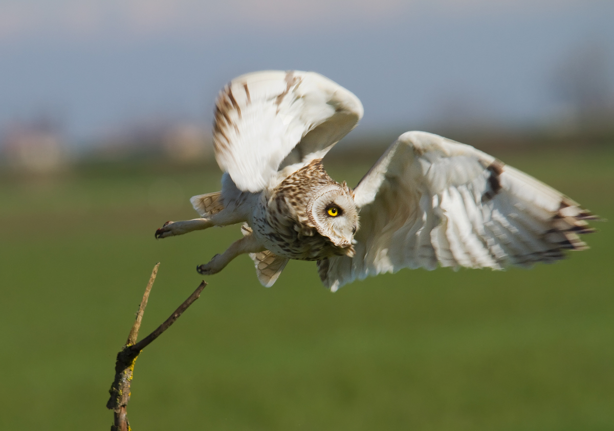 Short-eared Owl
