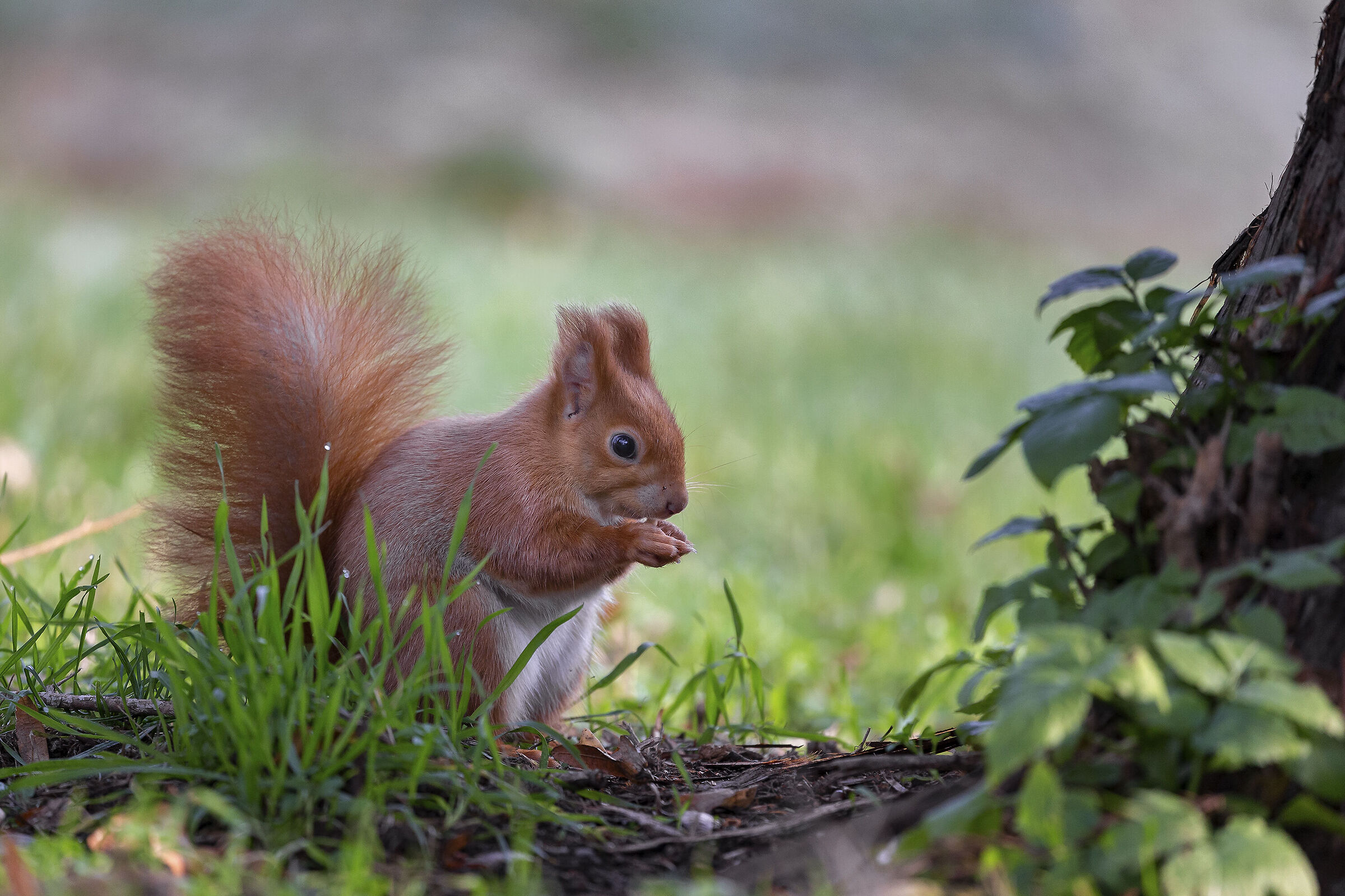 Squirrel
