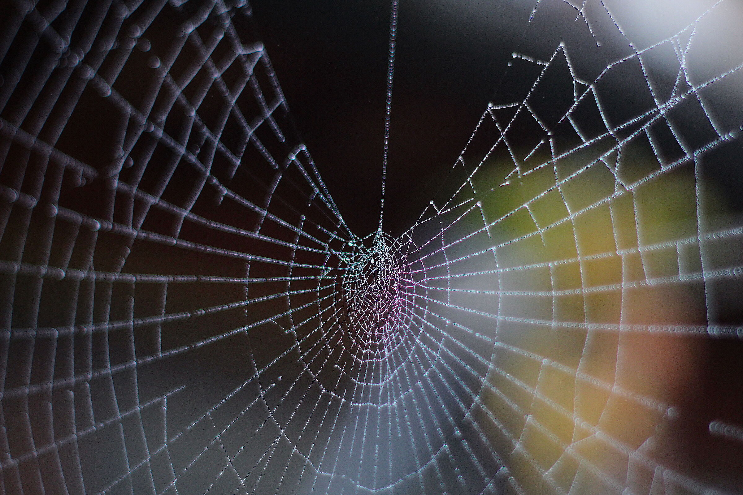 spider web