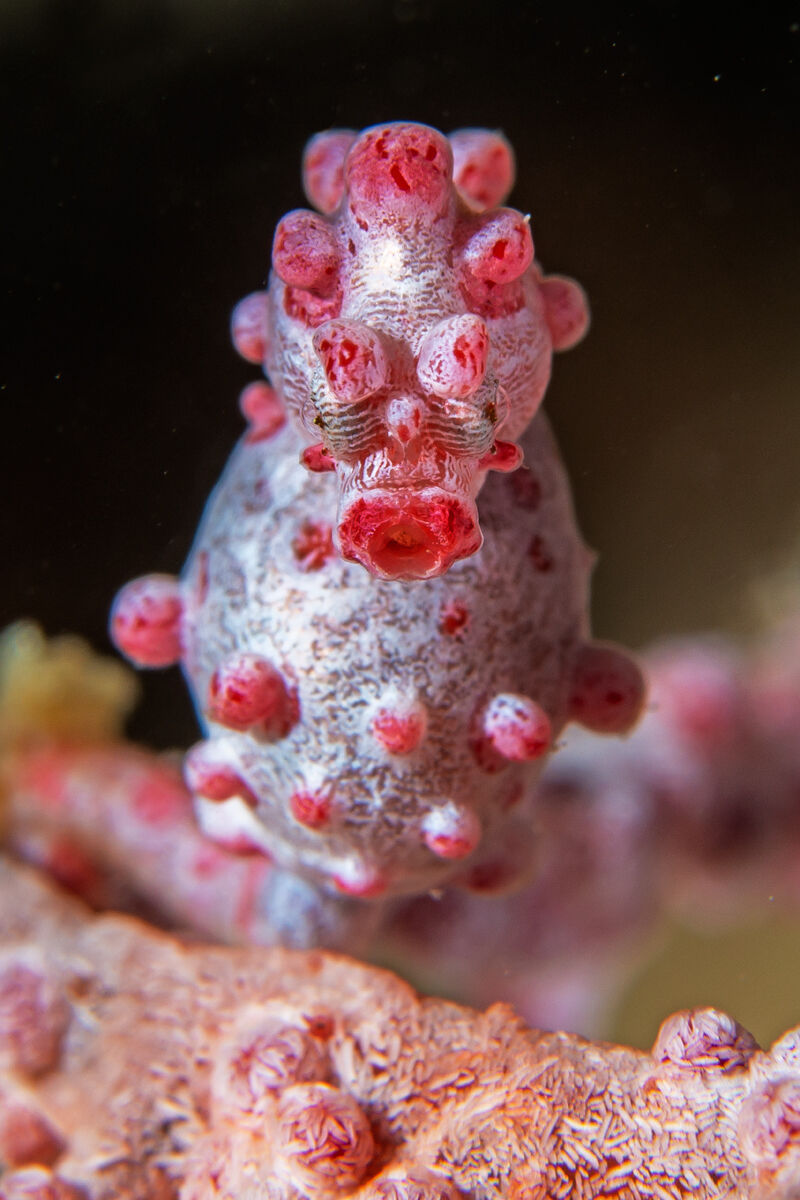 Hippocampus bargibanti