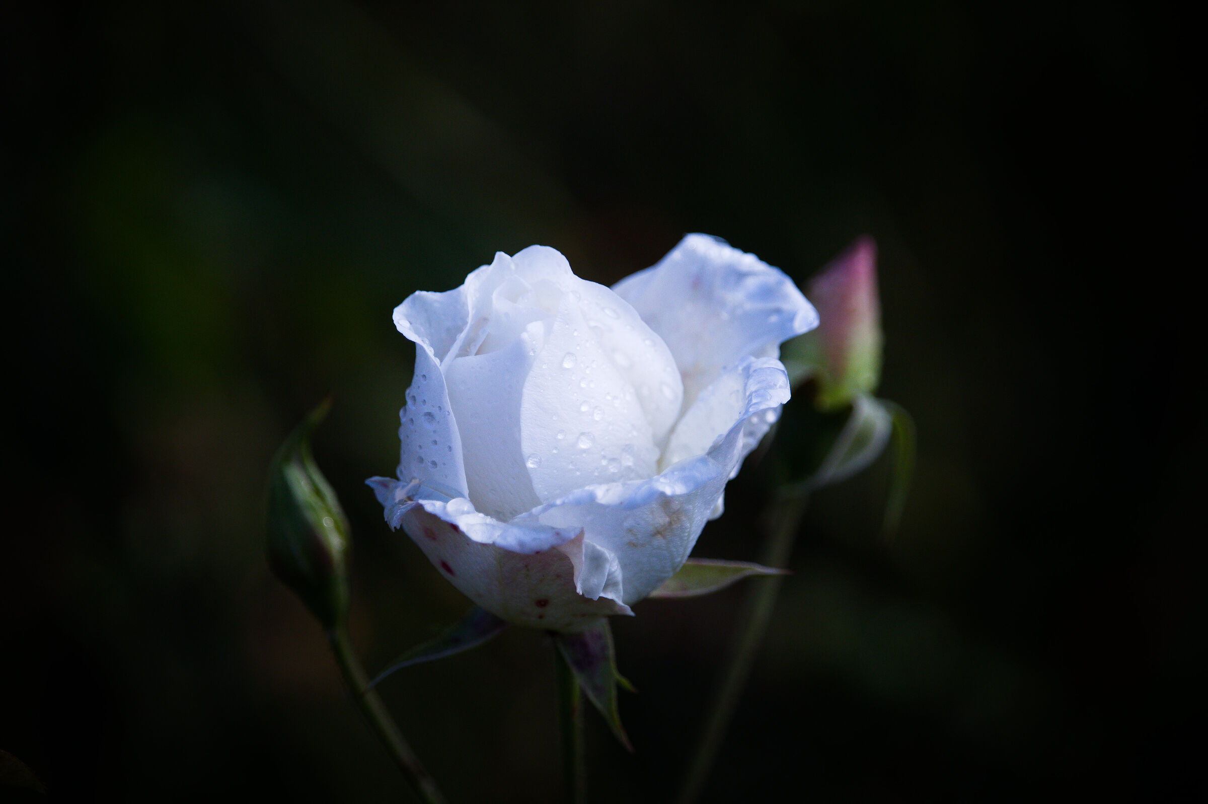 White rose