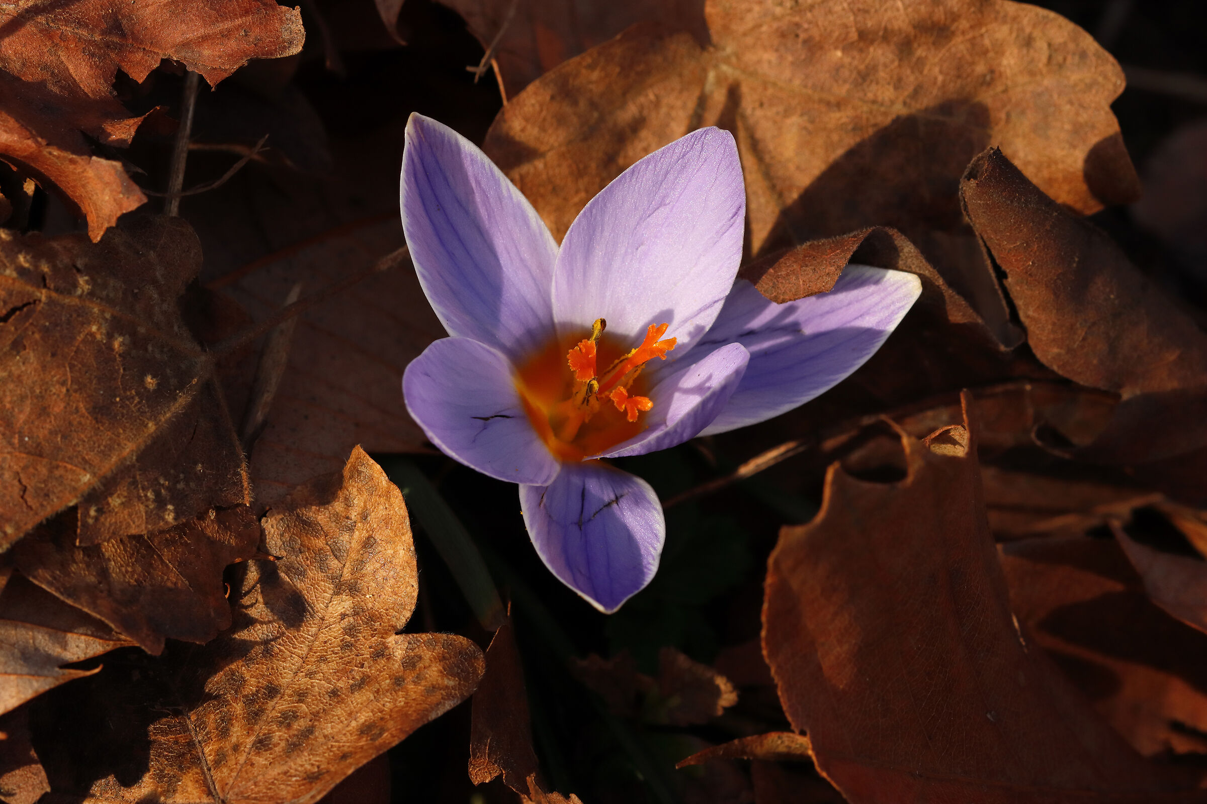 is it already spring?