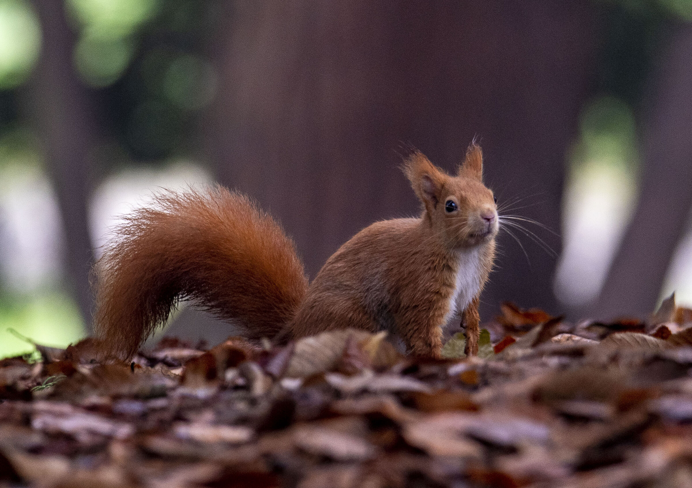 red squirrel
