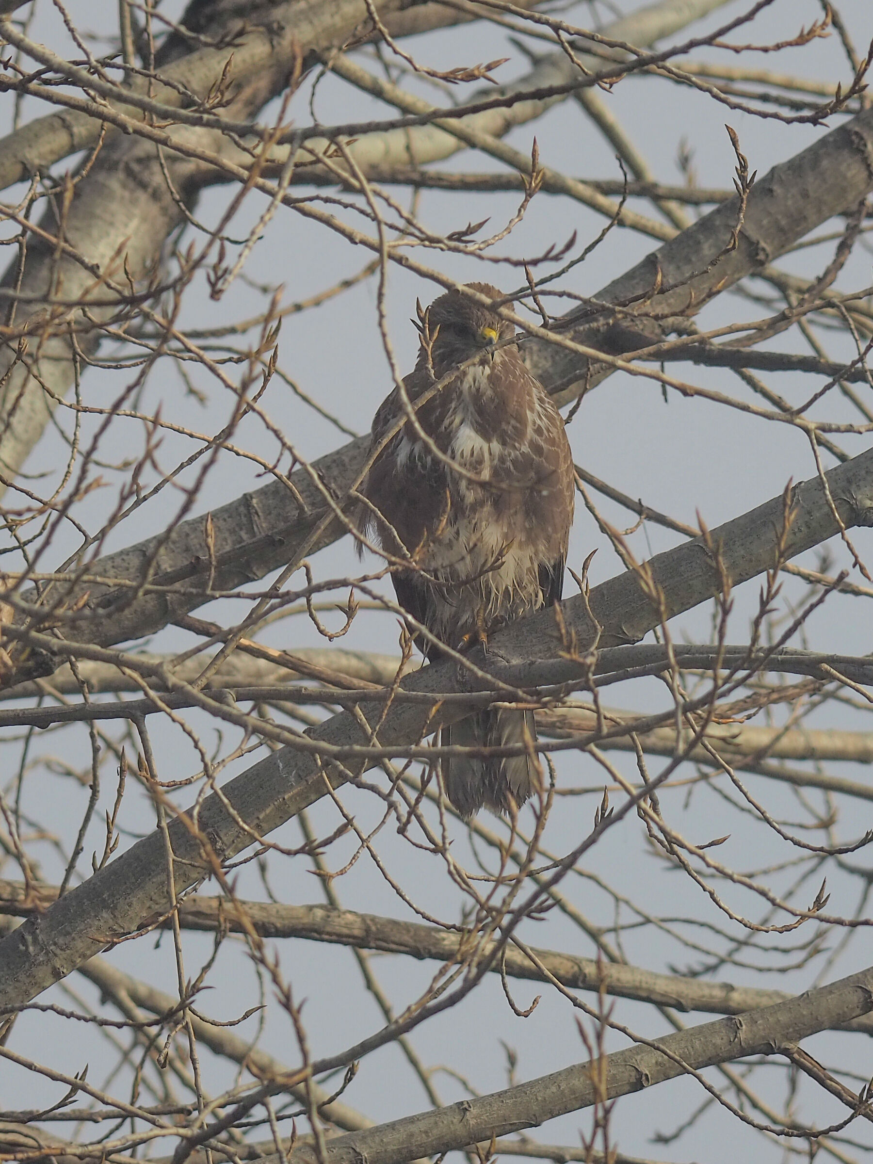 Giochiamo a nascondino?