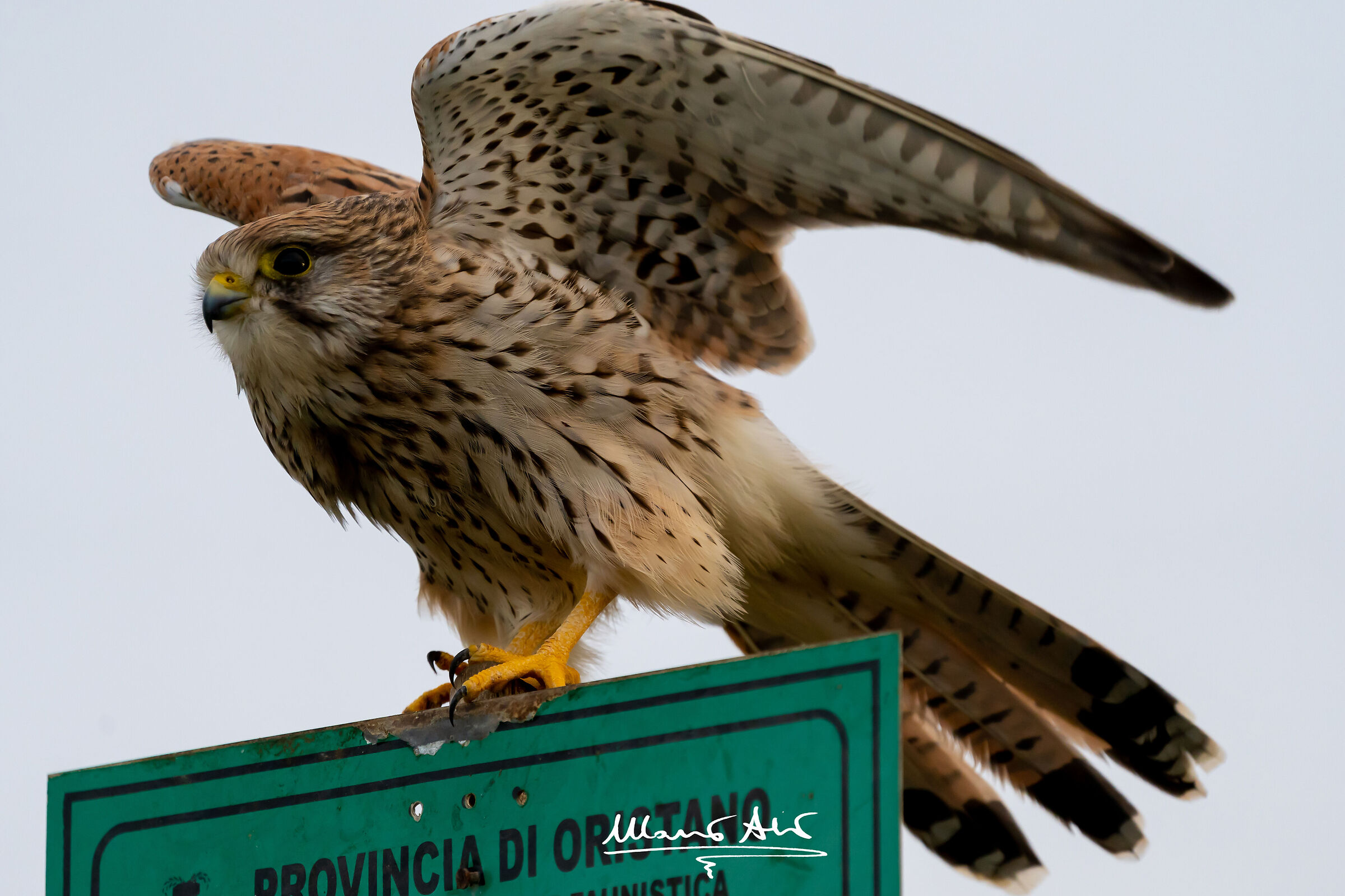 Gheppio