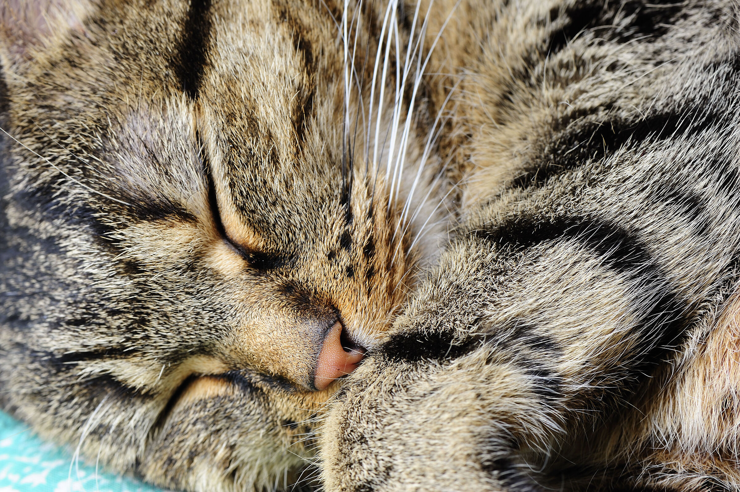 Milù
